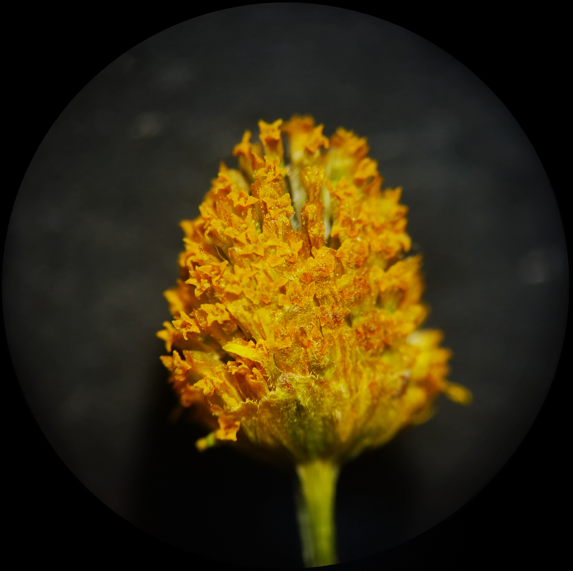 Acmella uliginosa (Sw.) Cass. - Photo Bivouac Naturaliste