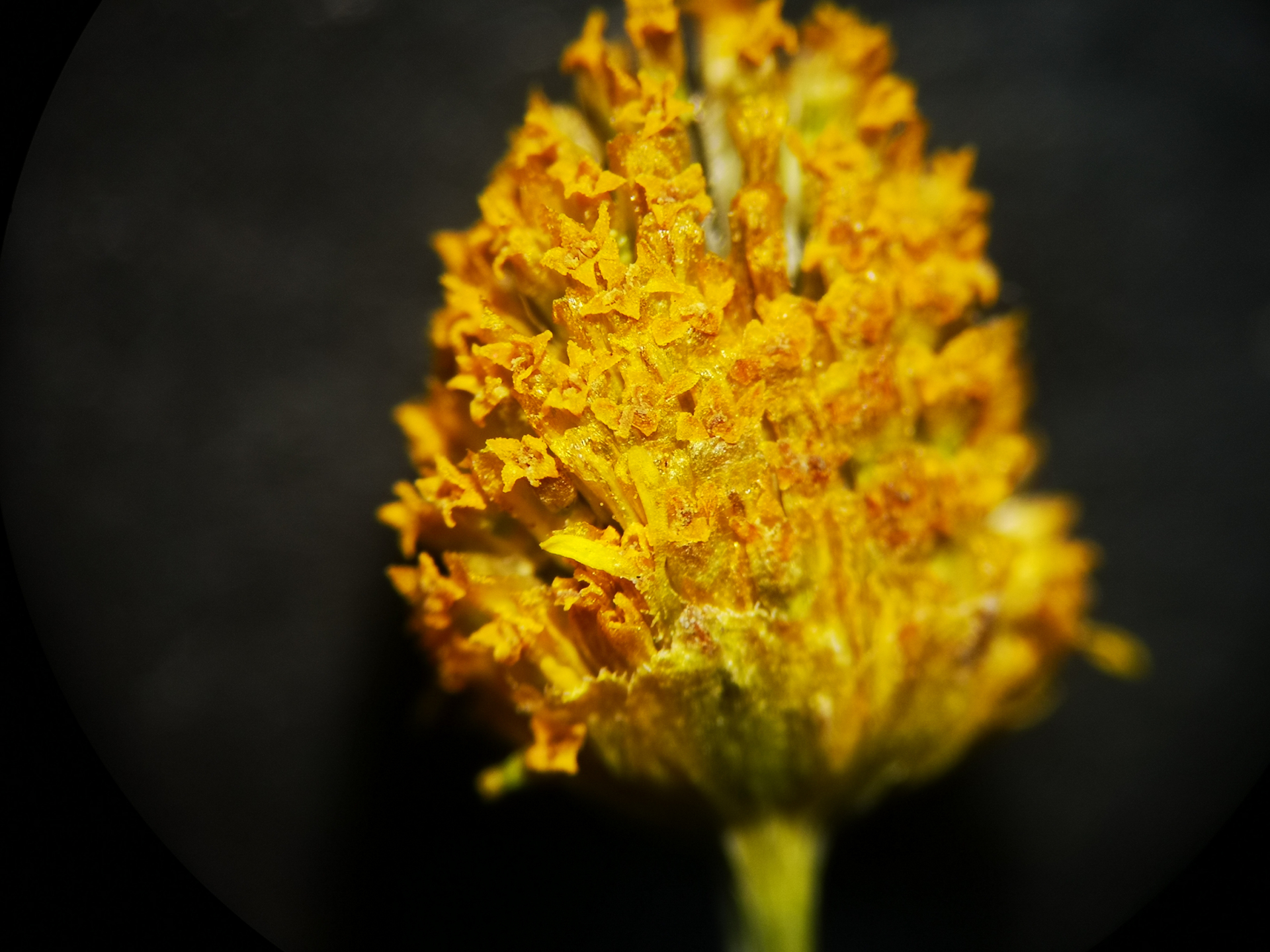 Acmella uliginosa (Sw.) Cass. - Photo Bivouac Naturaliste