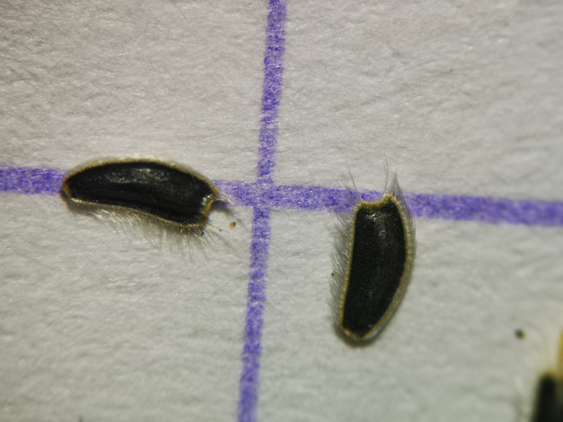 Acmella uliginosa (Sw.) Cass. - Photo Bivouac Naturaliste