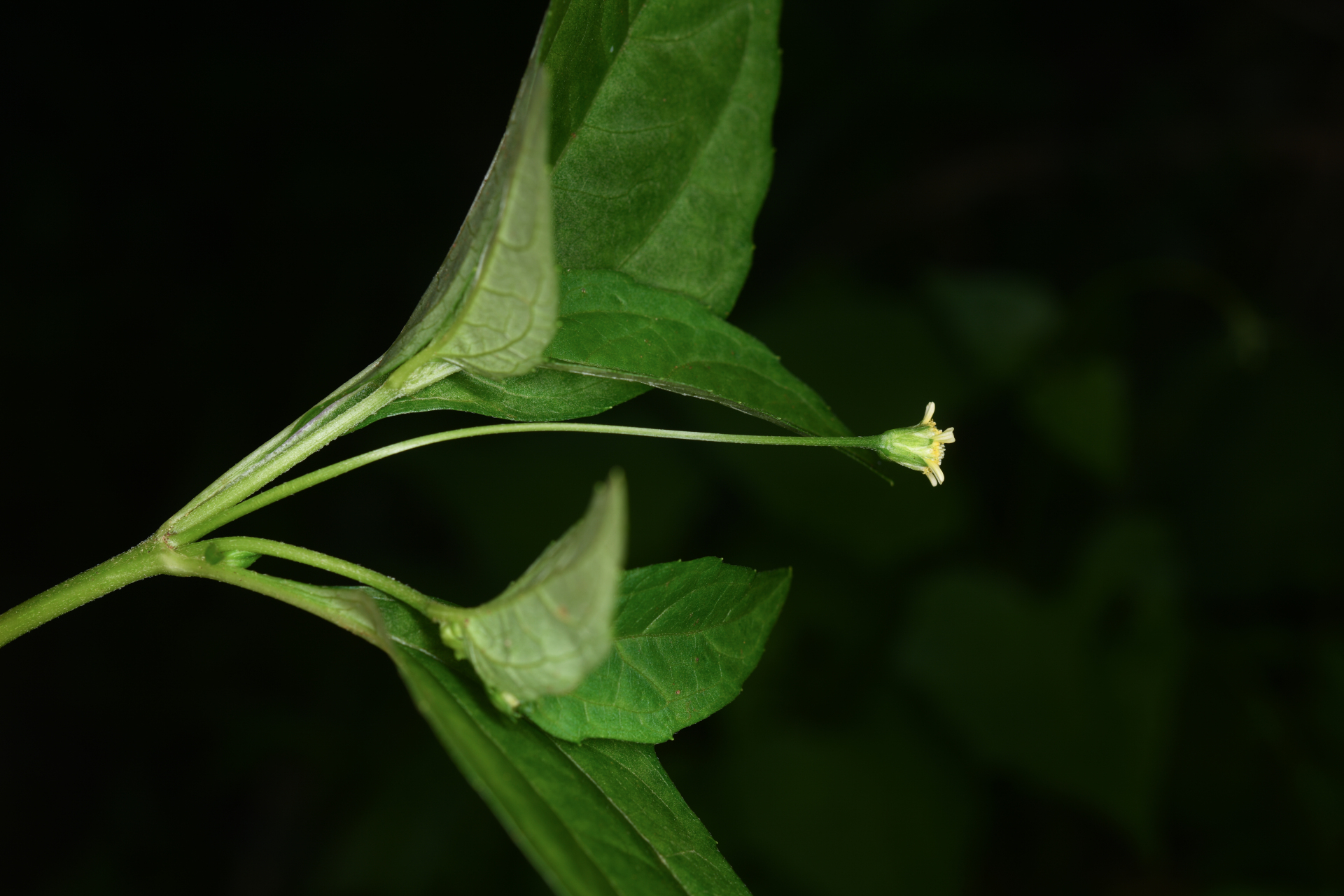 Acmella uliginosa (Sw.) Cass. - Photo Bivouac Naturaliste