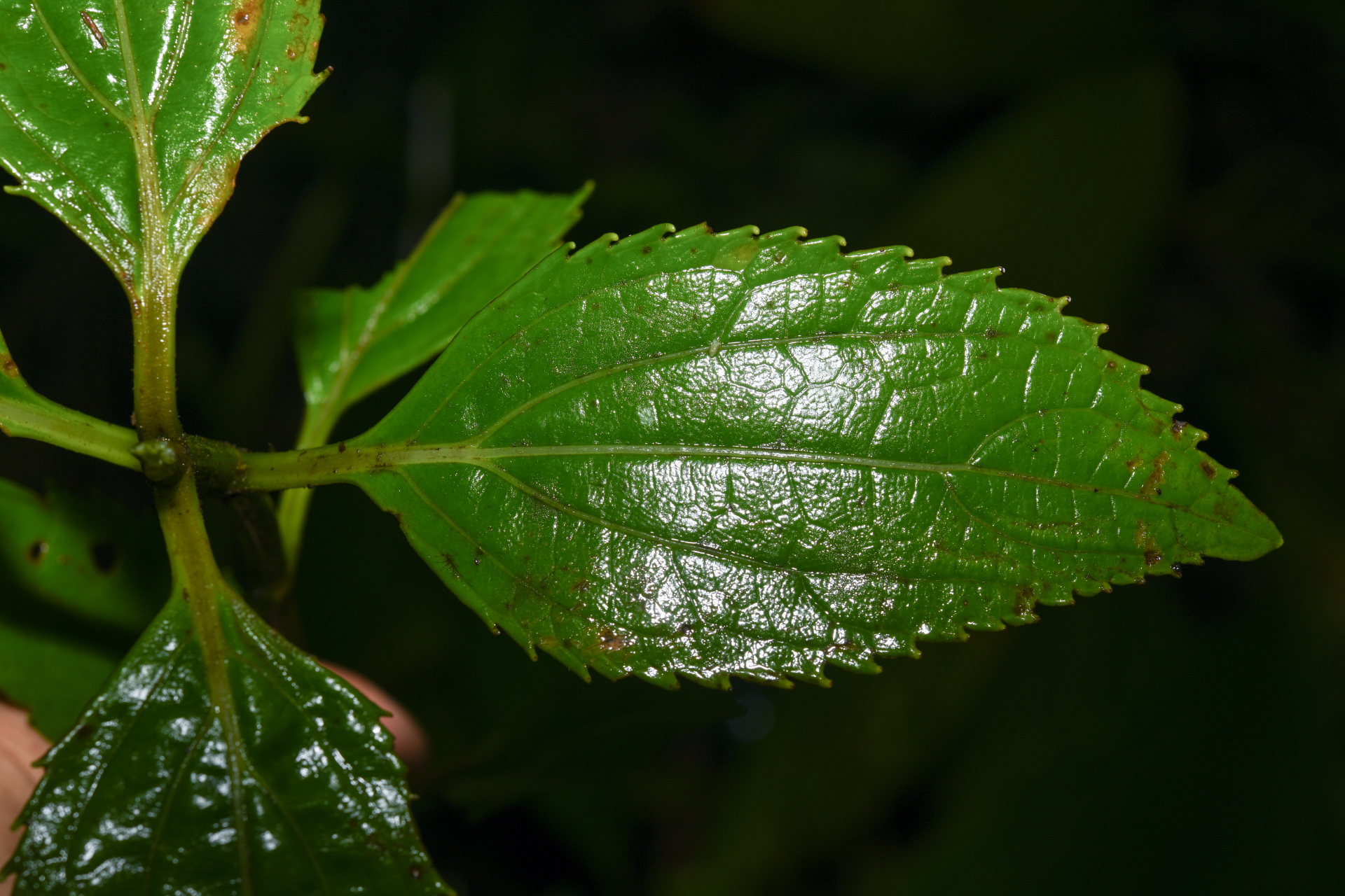Chromolaena macrodon (DC.) Nicolson - Photo Bivouac Naturaliste
