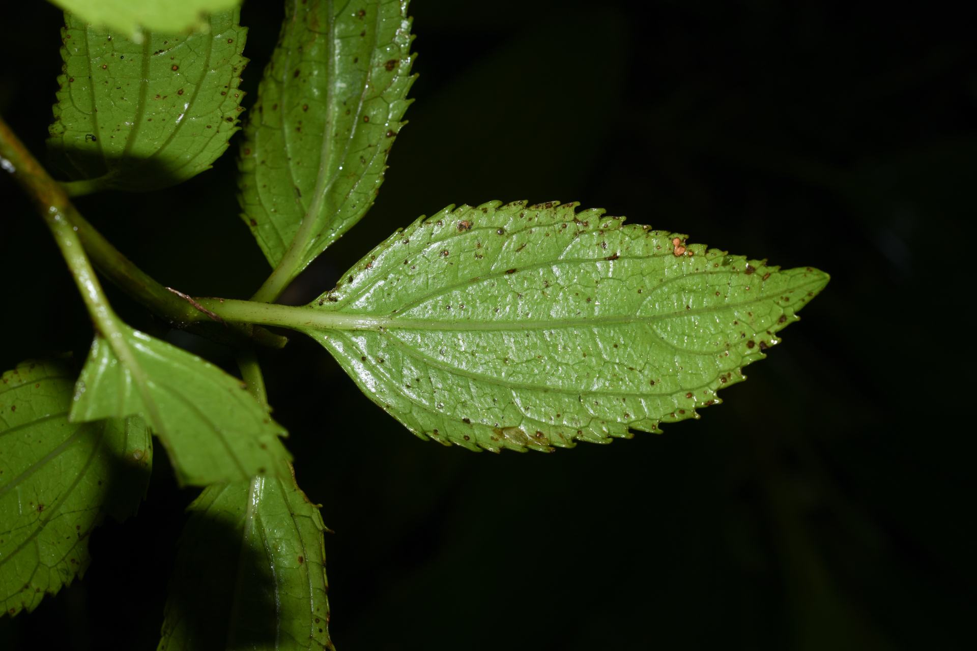 Chromolaena macrodon (DC.) Nicolson - Photo Bivouac Naturaliste