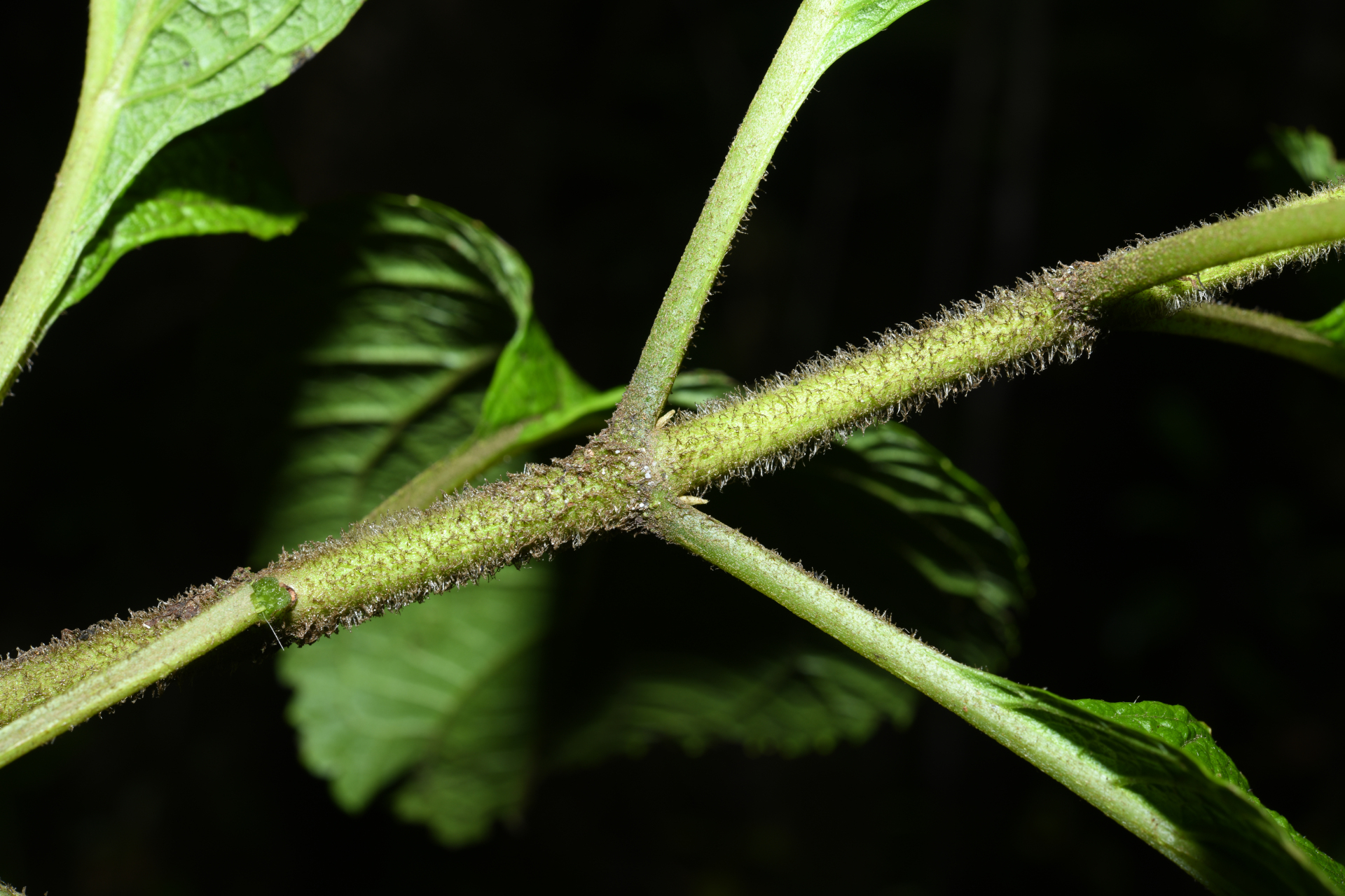 Chromolaena dussii (Urb.) R.M.King & H.Rob. - Photo Bivouac Naturaliste