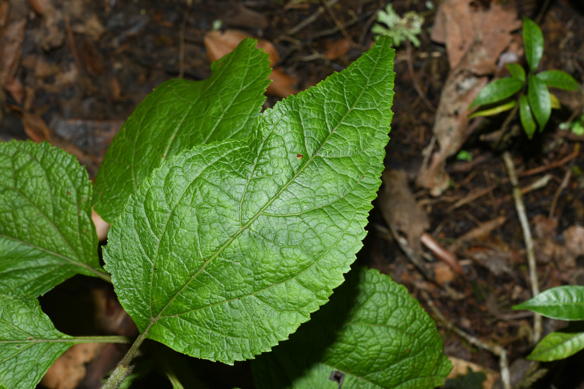 Chromolaena dussii (Urb.) R.M.King & H.Rob. - Photo Bivouac Naturaliste