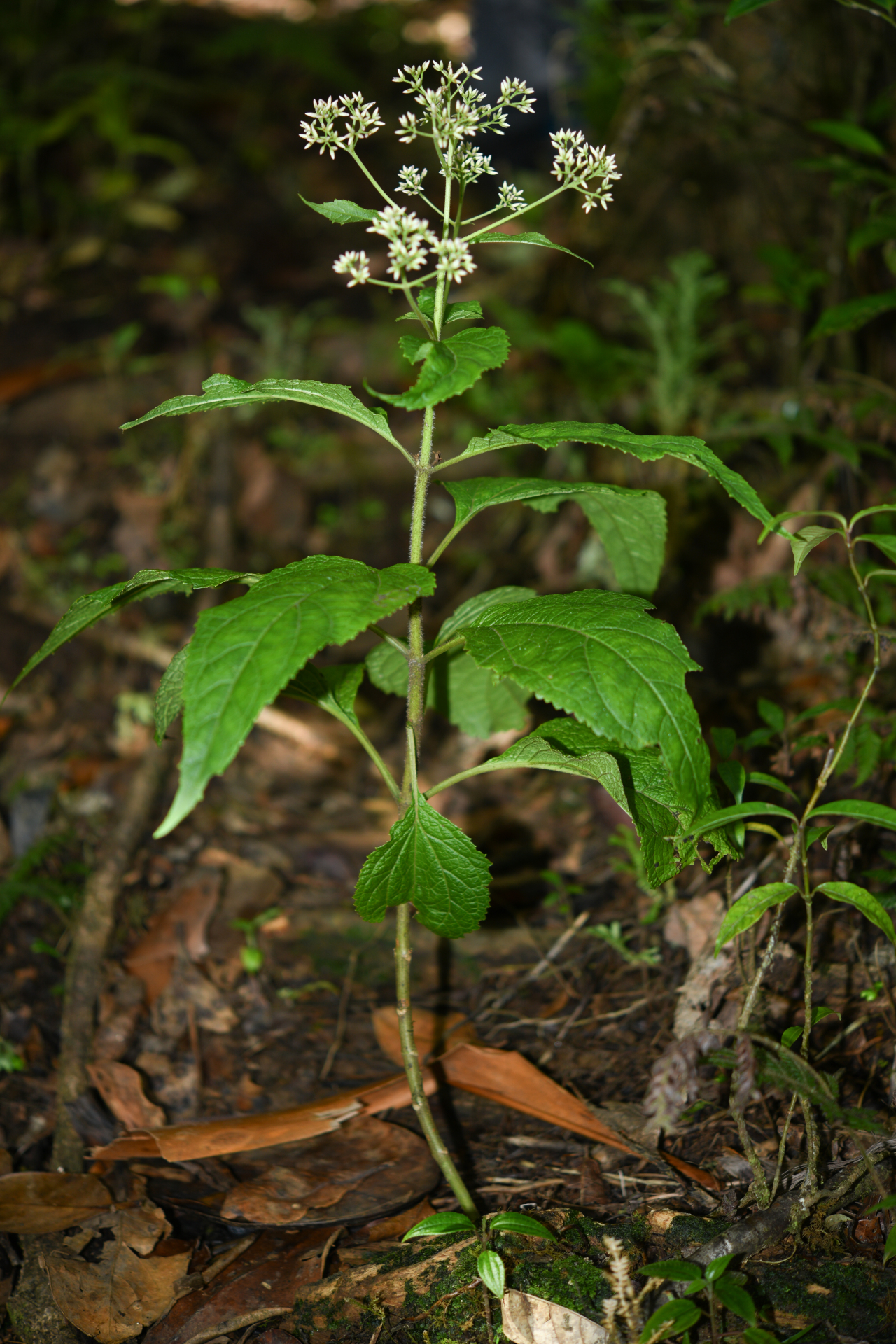 Chromolaena dussii (Urb.) R.M.King & H.Rob. - Photo Bivouac Naturaliste