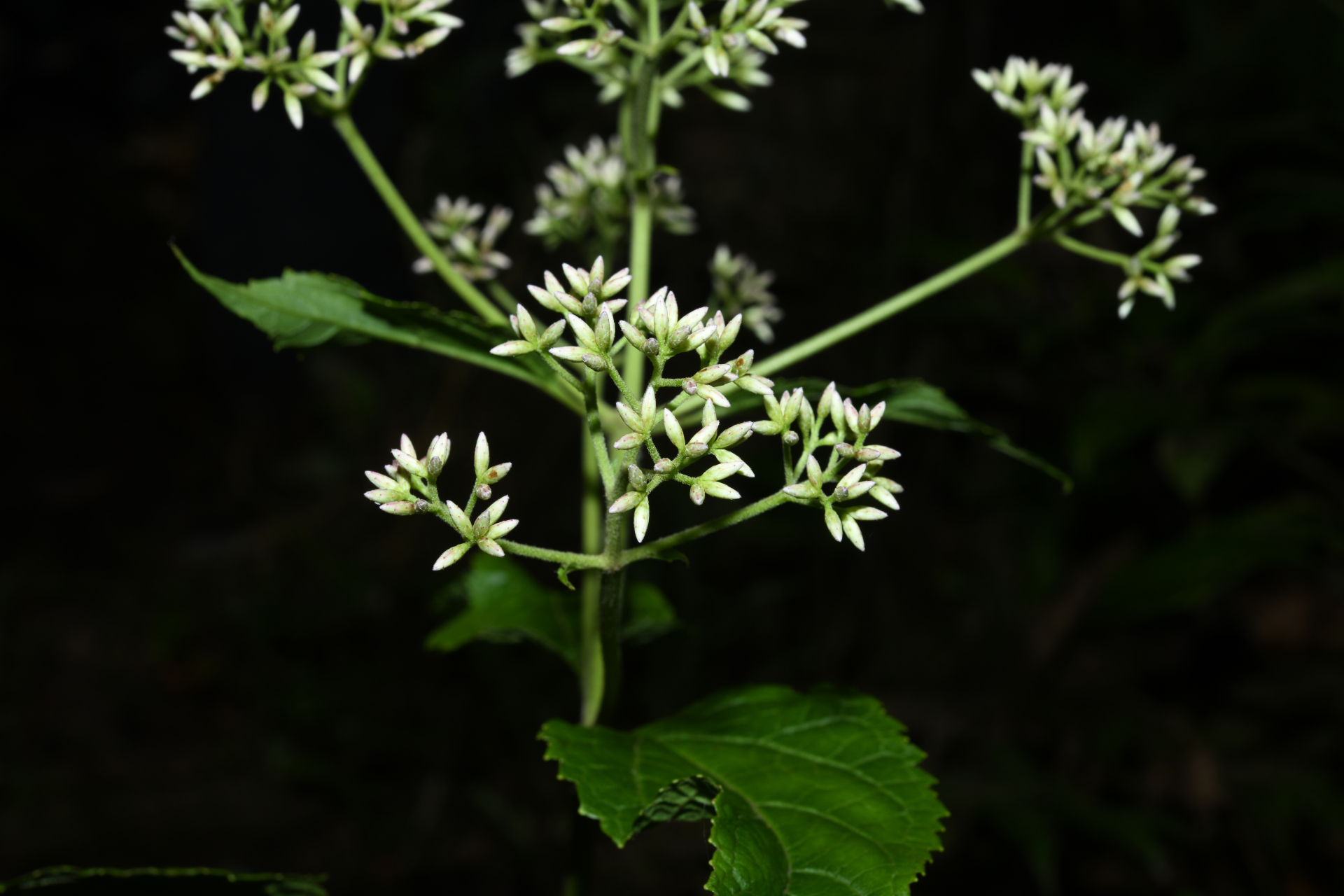 Chromolaena dussii (Urb.) R.M.King & H.Rob. - Photo Bivouac Naturaliste