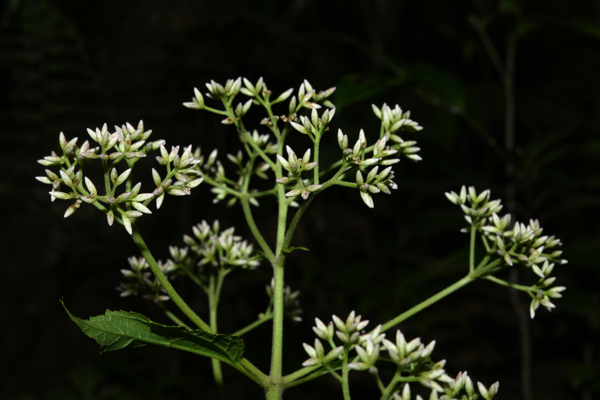 Chromolaena dussii (Urb.) R.M.King & H.Rob. - Photo Bivouac Naturaliste