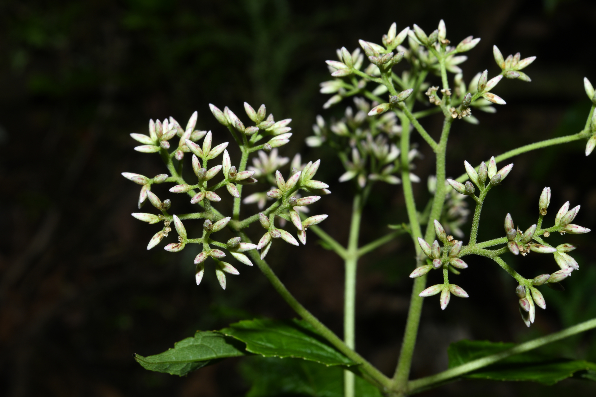 Chromolaena dussii (Urb.) R.M.King & H.Rob. - Photo Bivouac Naturaliste