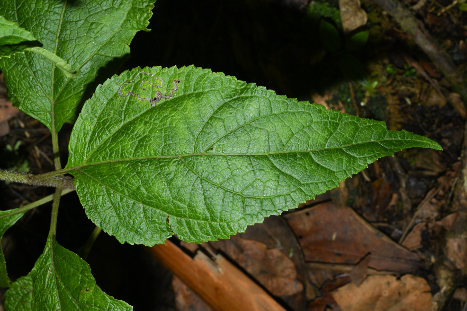 Chromolaena dussii (Urb.) R.M.King & H.Rob. - Photo Bivouac Naturaliste