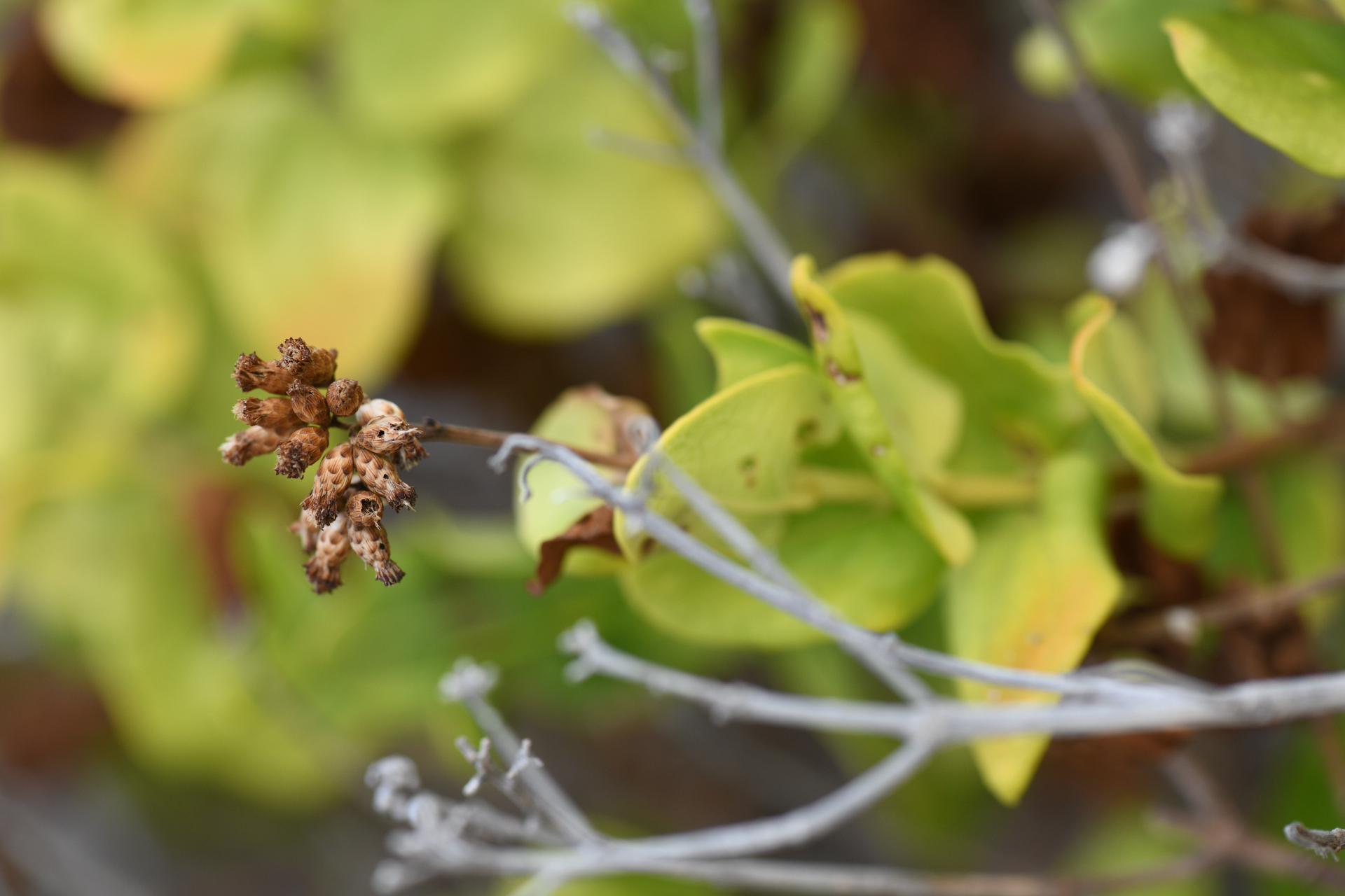 Chromolaena integrifolia (Bertero ex Spreng.) R.M.King & H.Rob. - Photo Bivouac Naturaliste