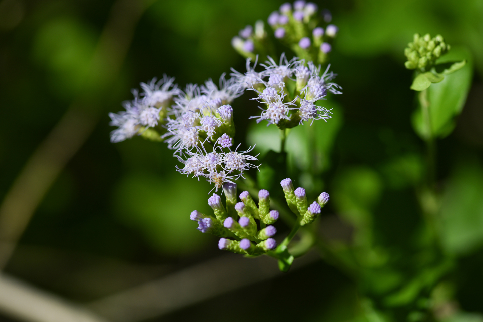 Chromolaena integrifolia (Bertero ex Spreng.) R.M.King & H.Rob. - Photo Bivouac Naturaliste