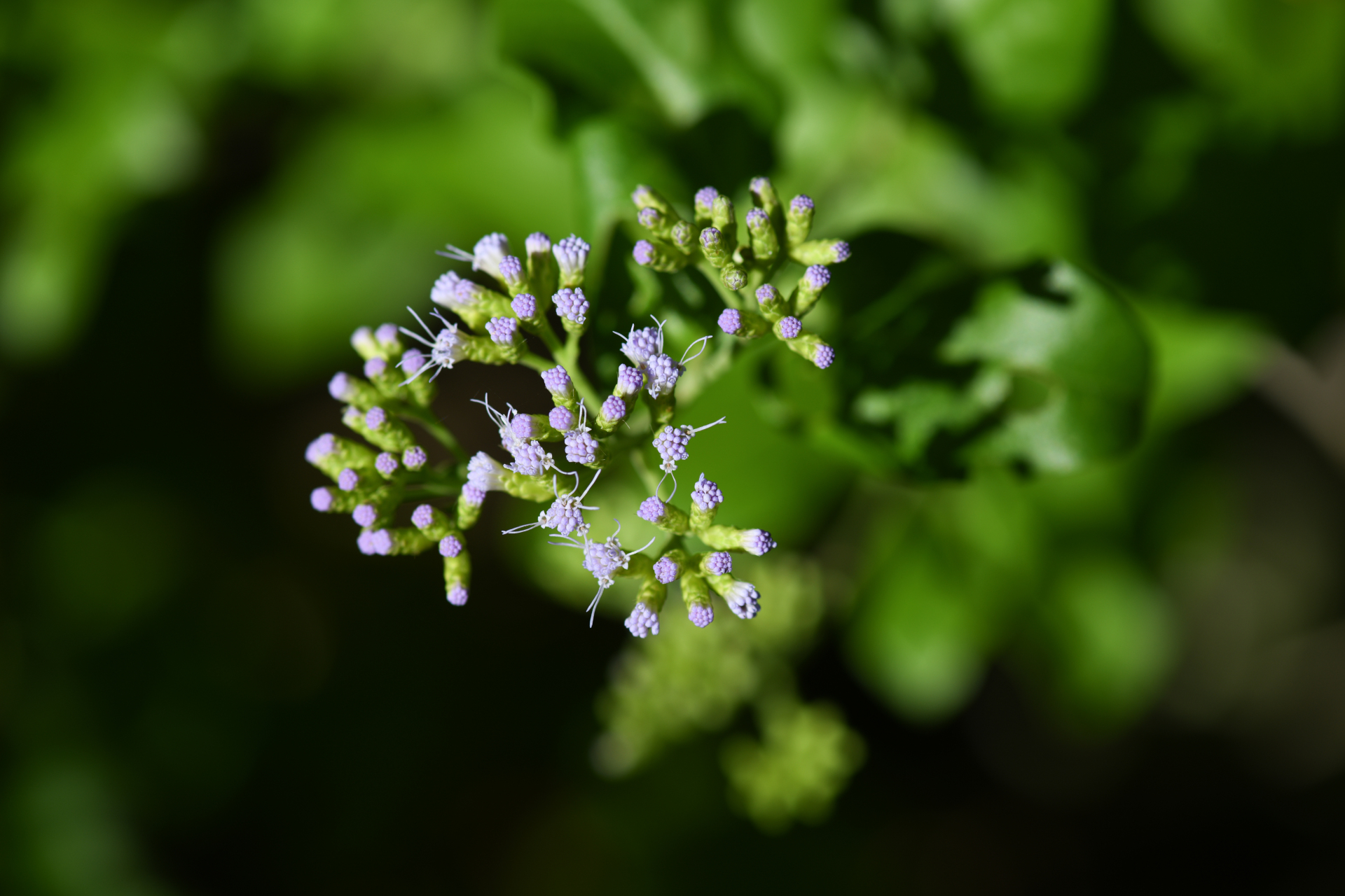 Chromolaena integrifolia (Bertero ex Spreng.) R.M.King & H.Rob. - Photo Bivouac Naturaliste