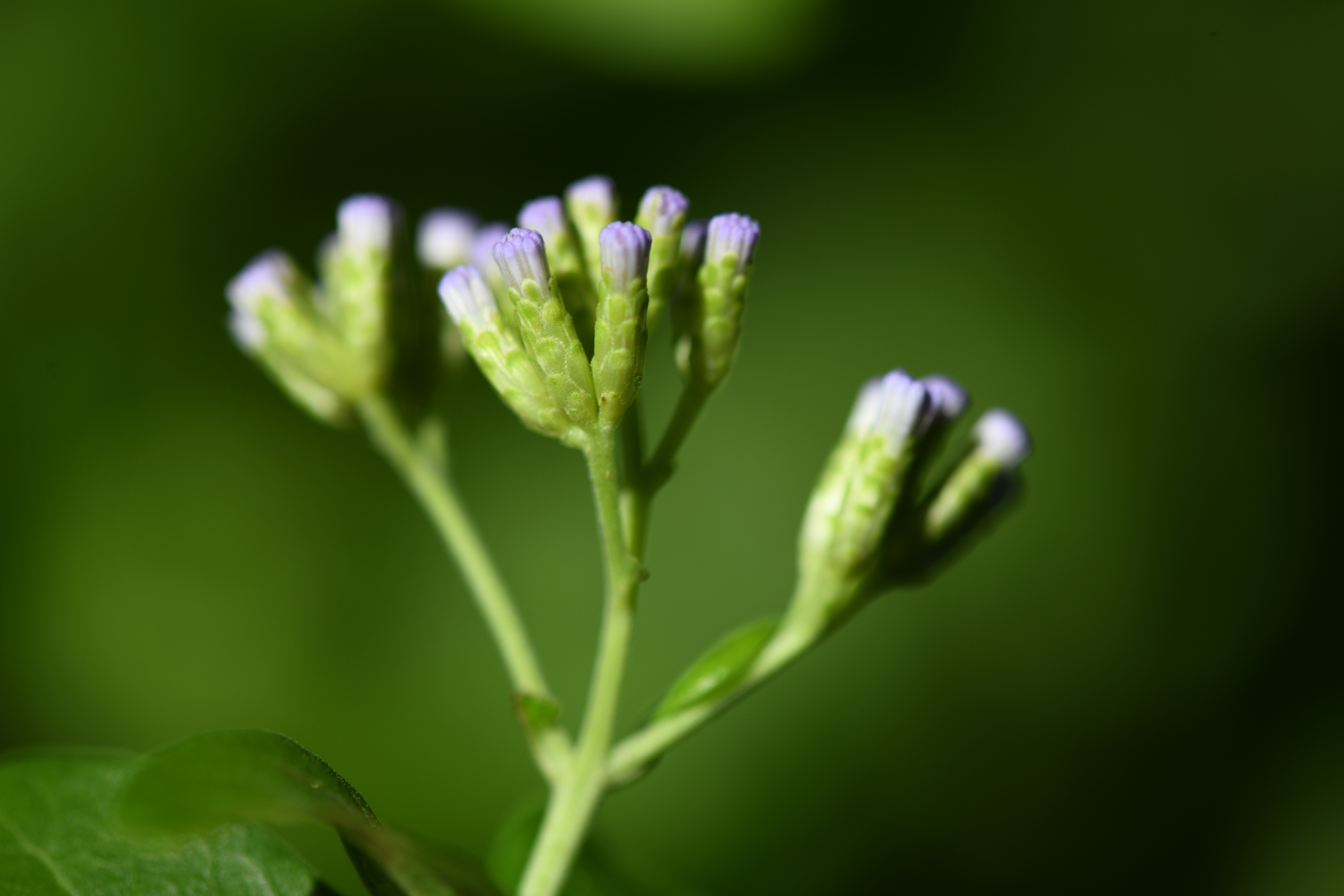 Chromolaena integrifolia (Bertero ex Spreng.) R.M.King & H.Rob. - Photo Bivouac Naturaliste