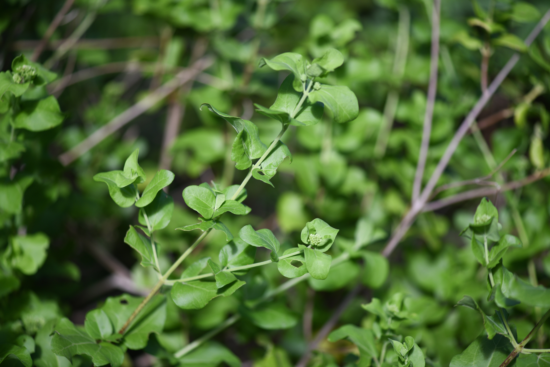 Chromolaena integrifolia (Bertero ex Spreng.) R.M.King & H.Rob. - Photo Bivouac Naturaliste