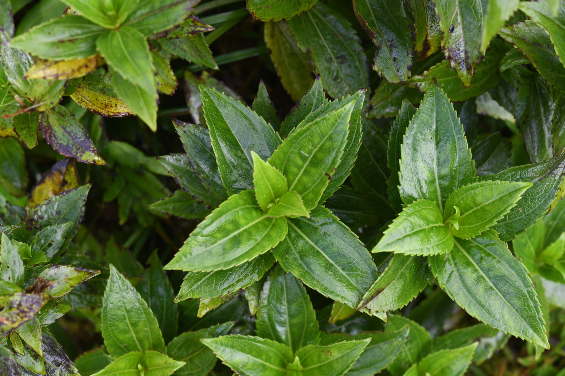 Chromolaena impetiolaris (Griseb.) Nicolson - Photo Bivouac Naturaliste