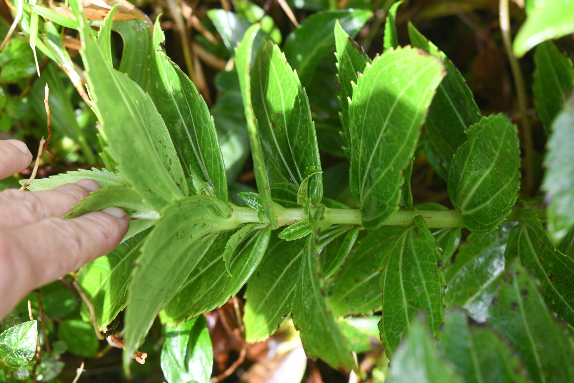 Chromolaena impetiolaris (Griseb.) Nicolson - Photo Bivouac Naturaliste