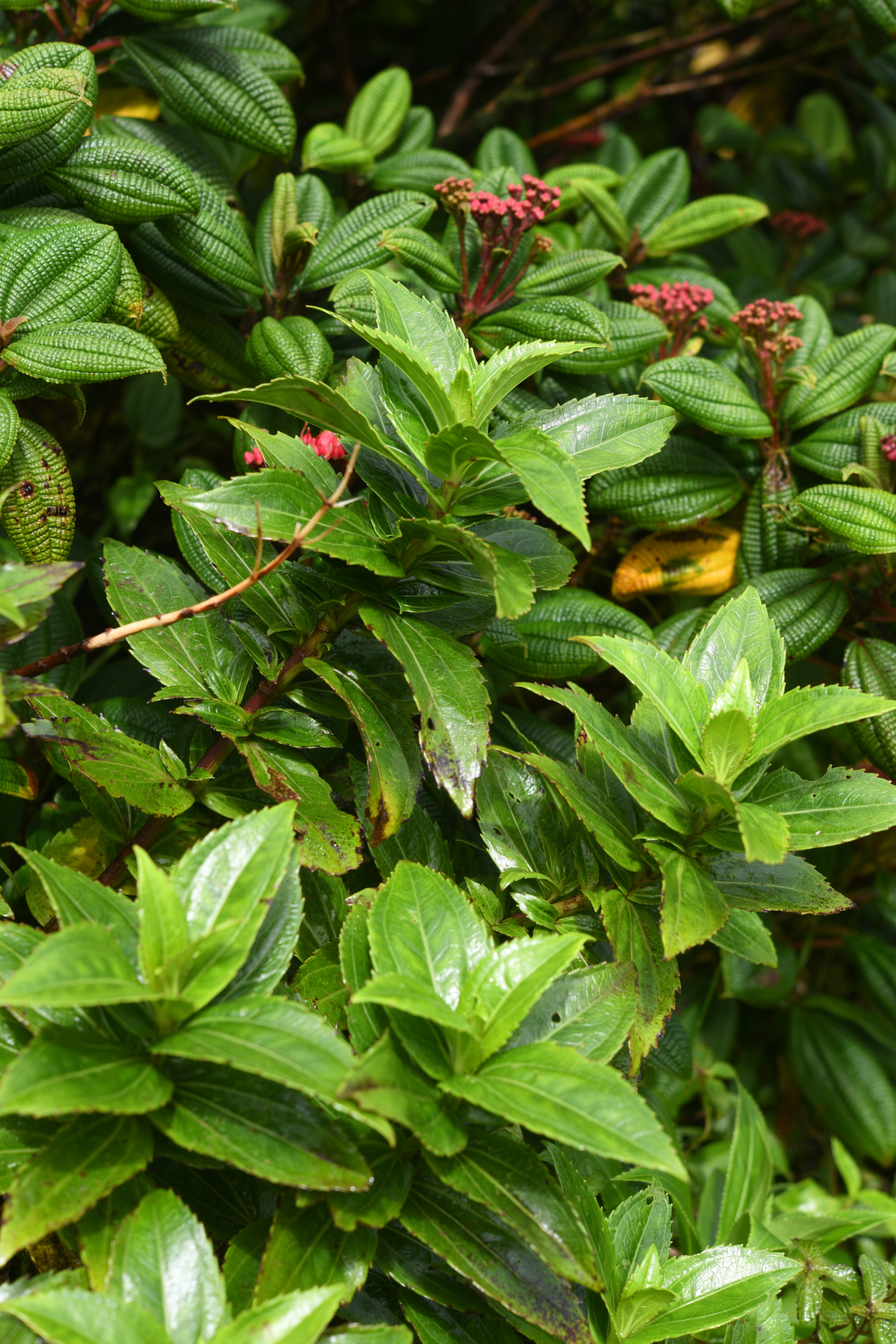 Chromolaena impetiolaris (Griseb.) Nicolson - Photo Bivouac Naturaliste