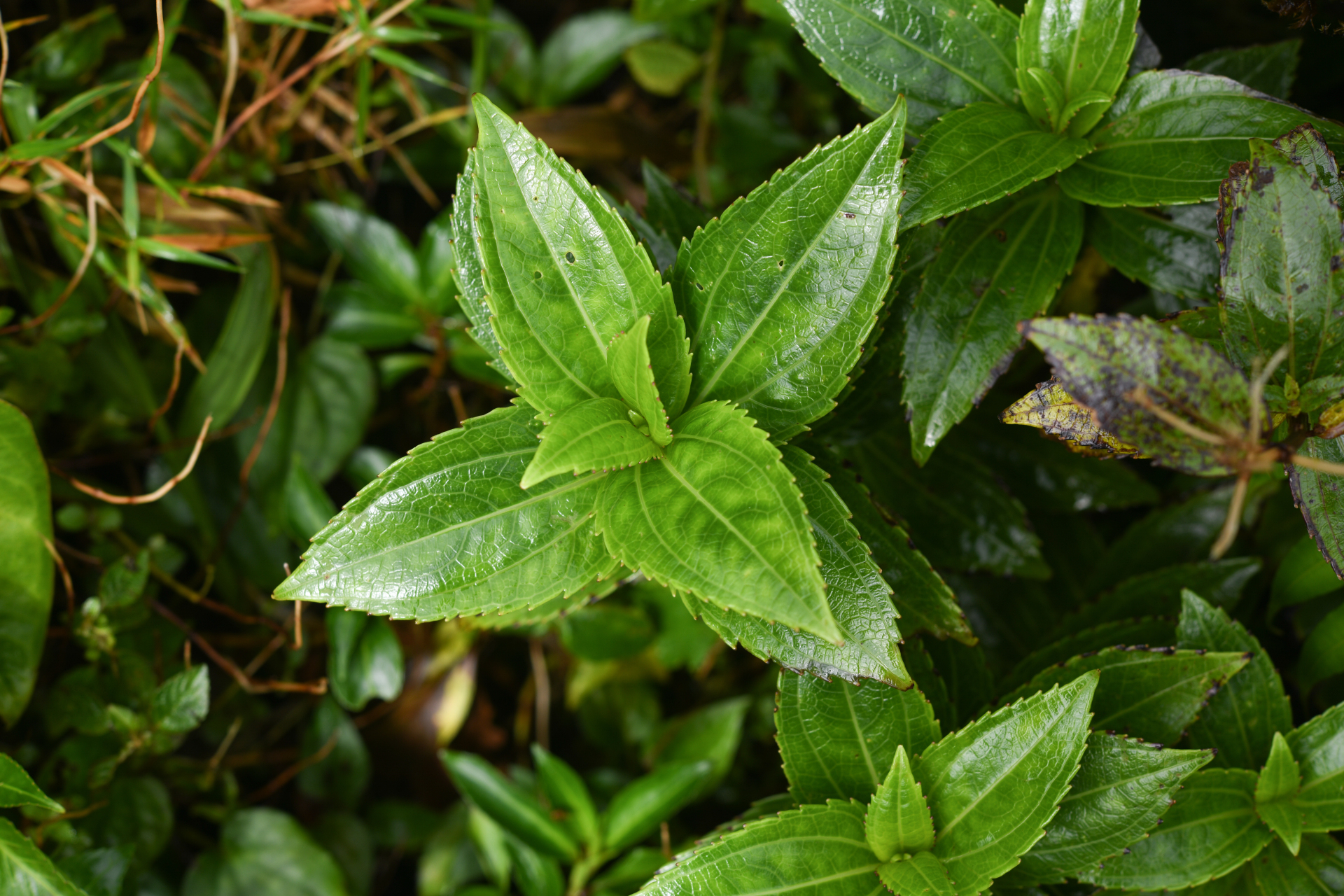 Chromolaena impetiolaris (Griseb.) Nicolson - Photo Bivouac Naturaliste
