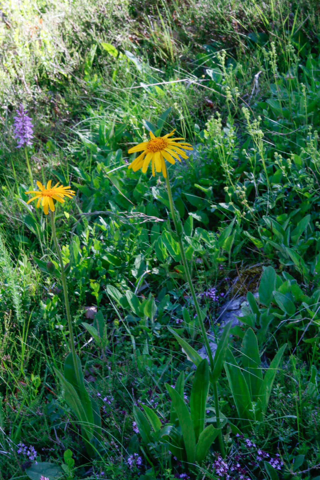 Arnica montana L. - Photo Bivouac Naturaliste