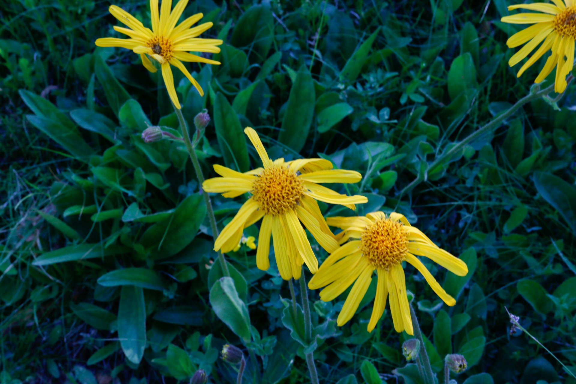 Arnica montana L. - Photo Bivouac Naturaliste