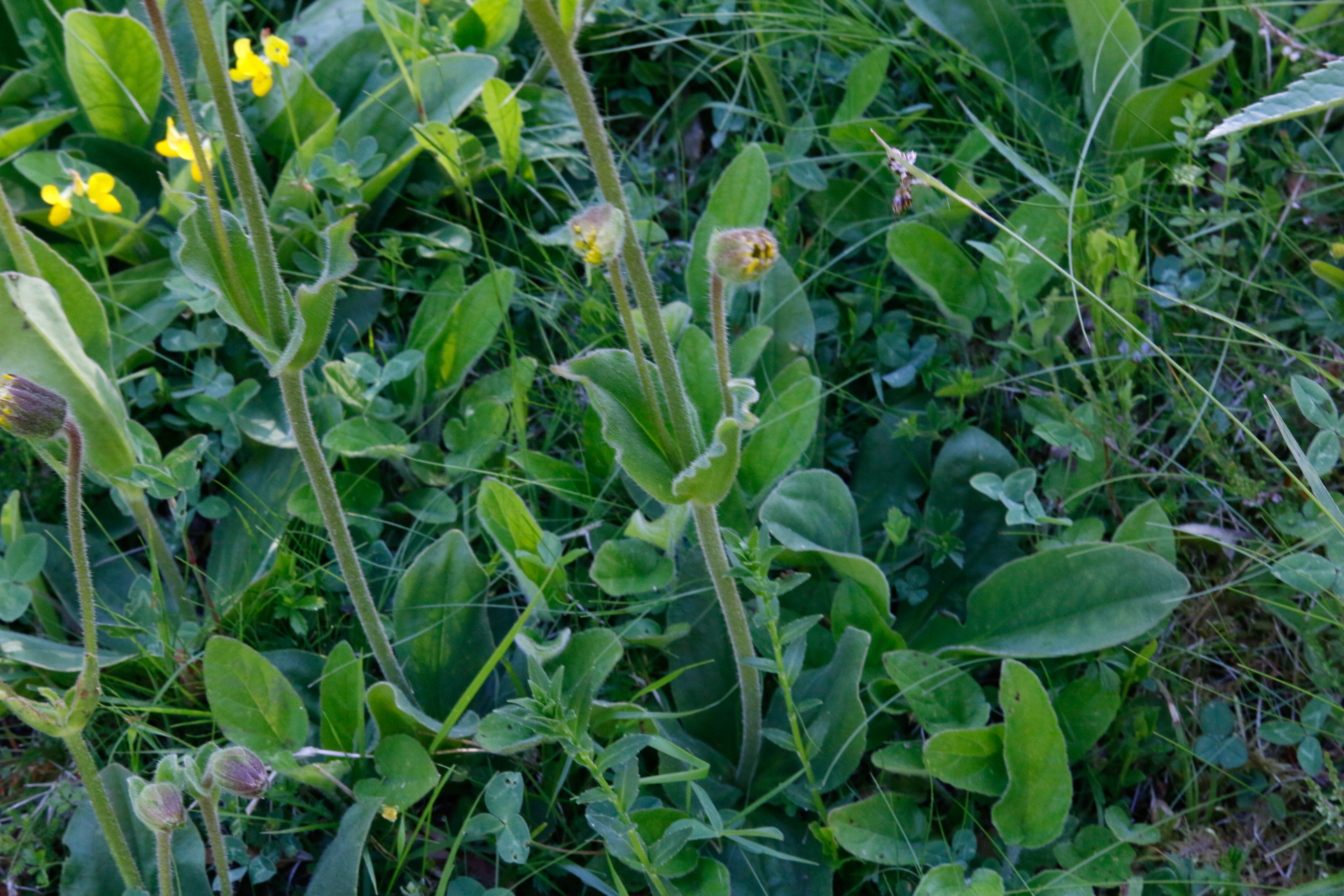 Arnica montana L. - Photo Bivouac Naturaliste