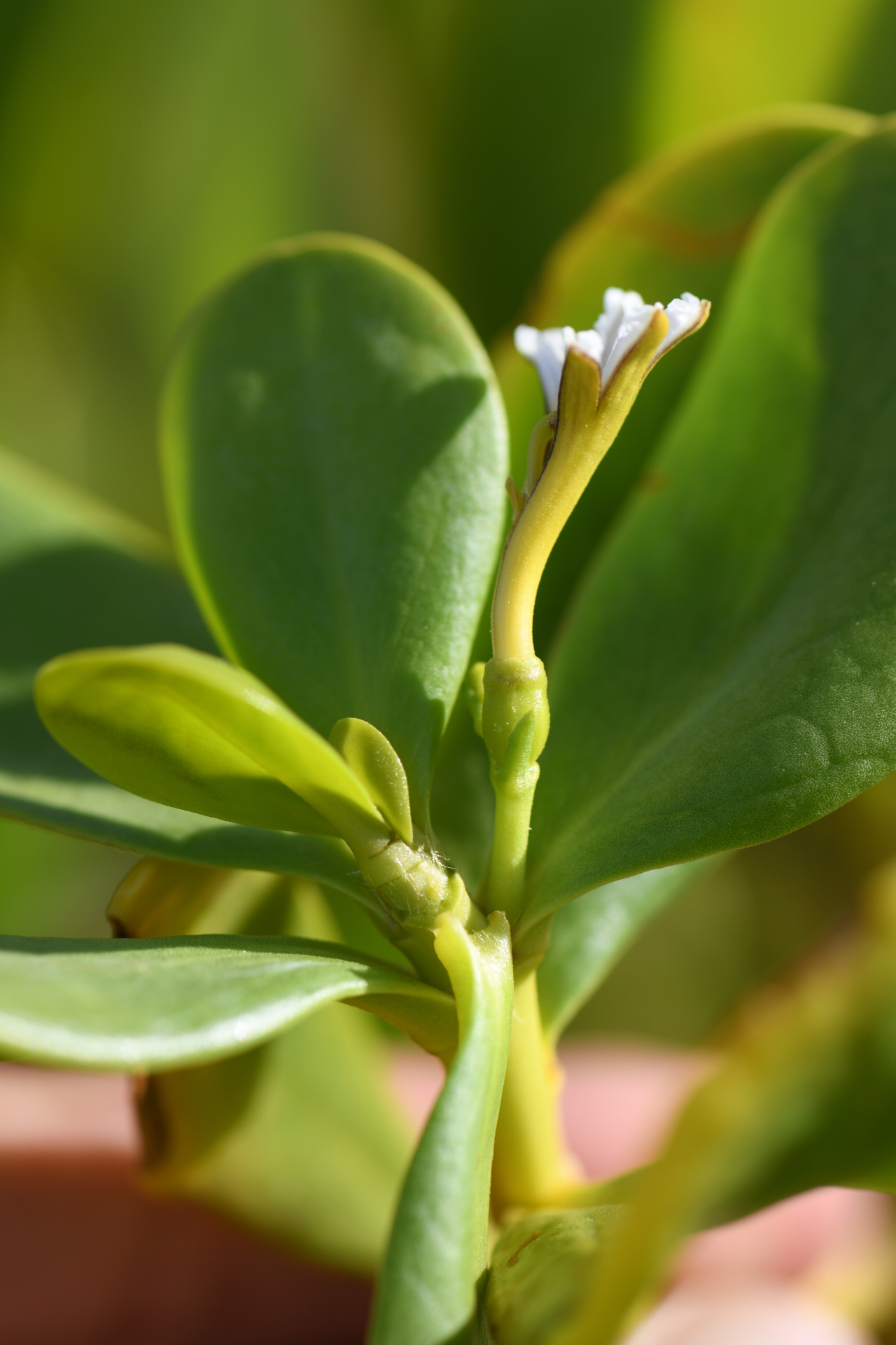 Scaevola plumieri (L.) Vahl - Photo Bivouac Naturaliste