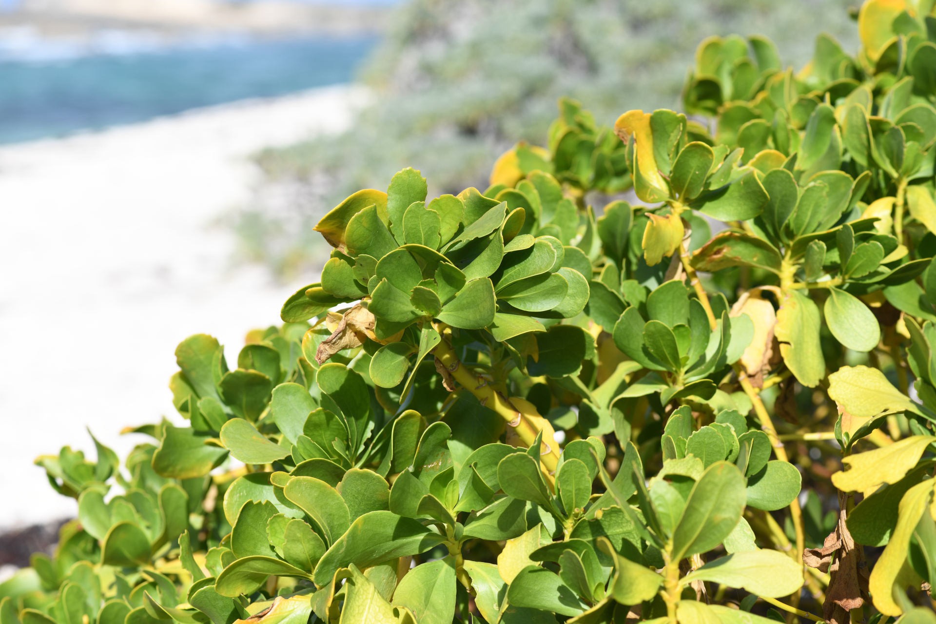 Scaevola plumieri (L.) Vahl - Photo Bivouac Naturaliste