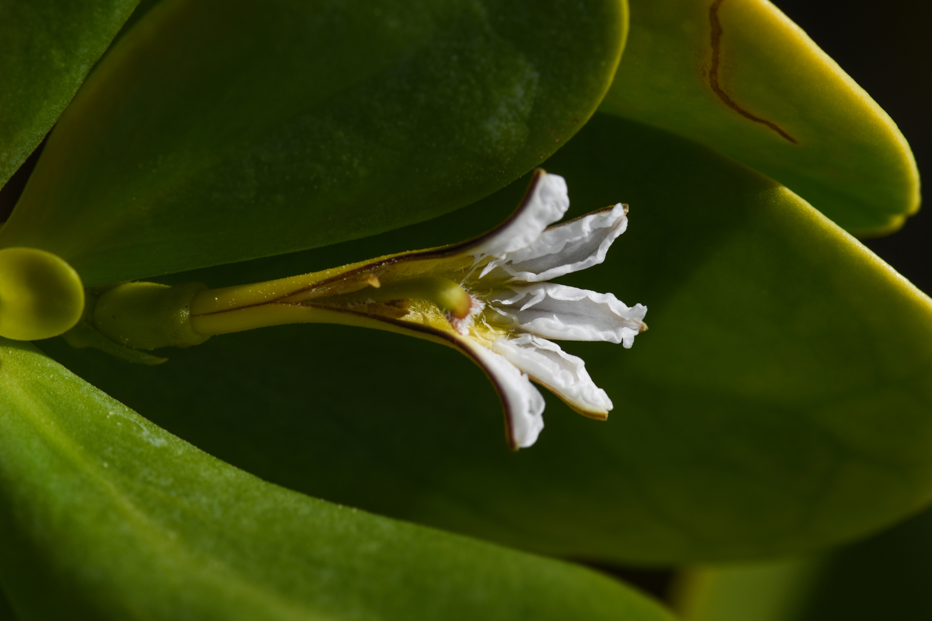 Scaevola plumieri (L.) Vahl - Photo Bivouac Naturaliste