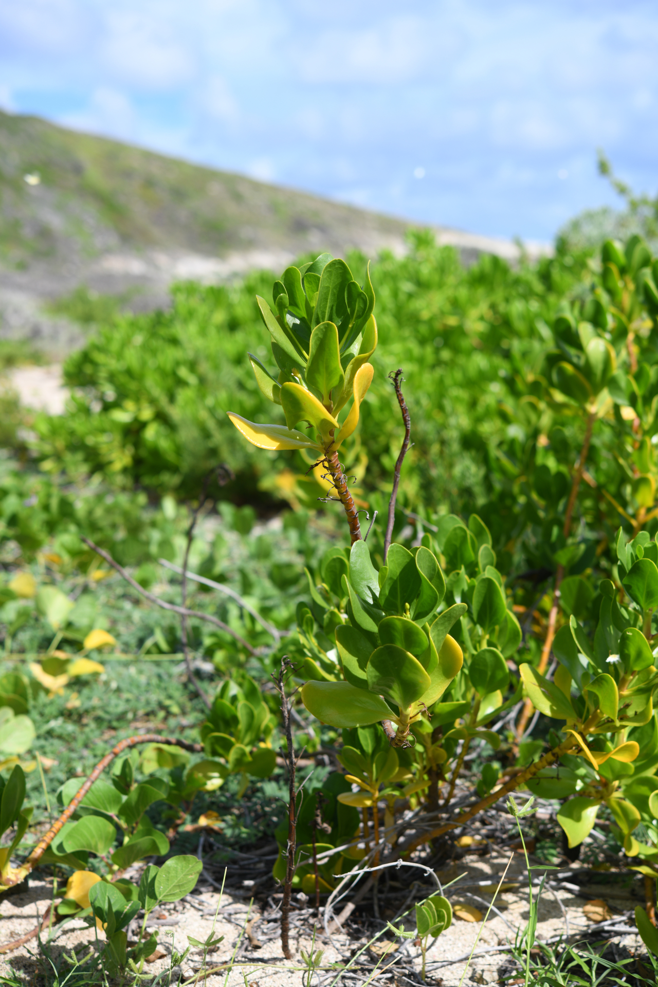 Scaevola plumieri (L.) Vahl - Photo Bivouac Naturaliste