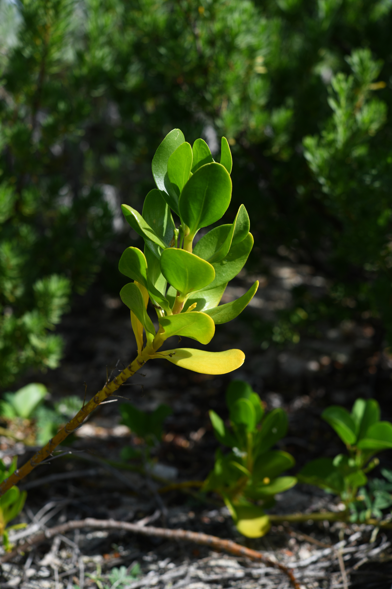 Scaevola plumieri (L.) Vahl - Photo Bivouac Naturaliste