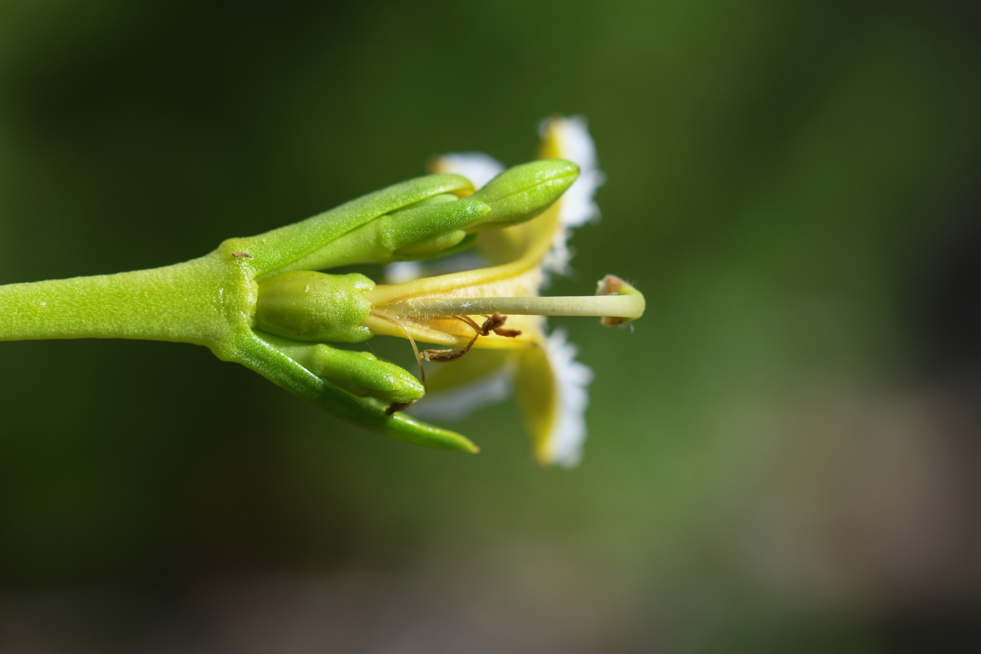 Scaevola plumieri (L.) Vahl - Photo Bivouac Naturaliste