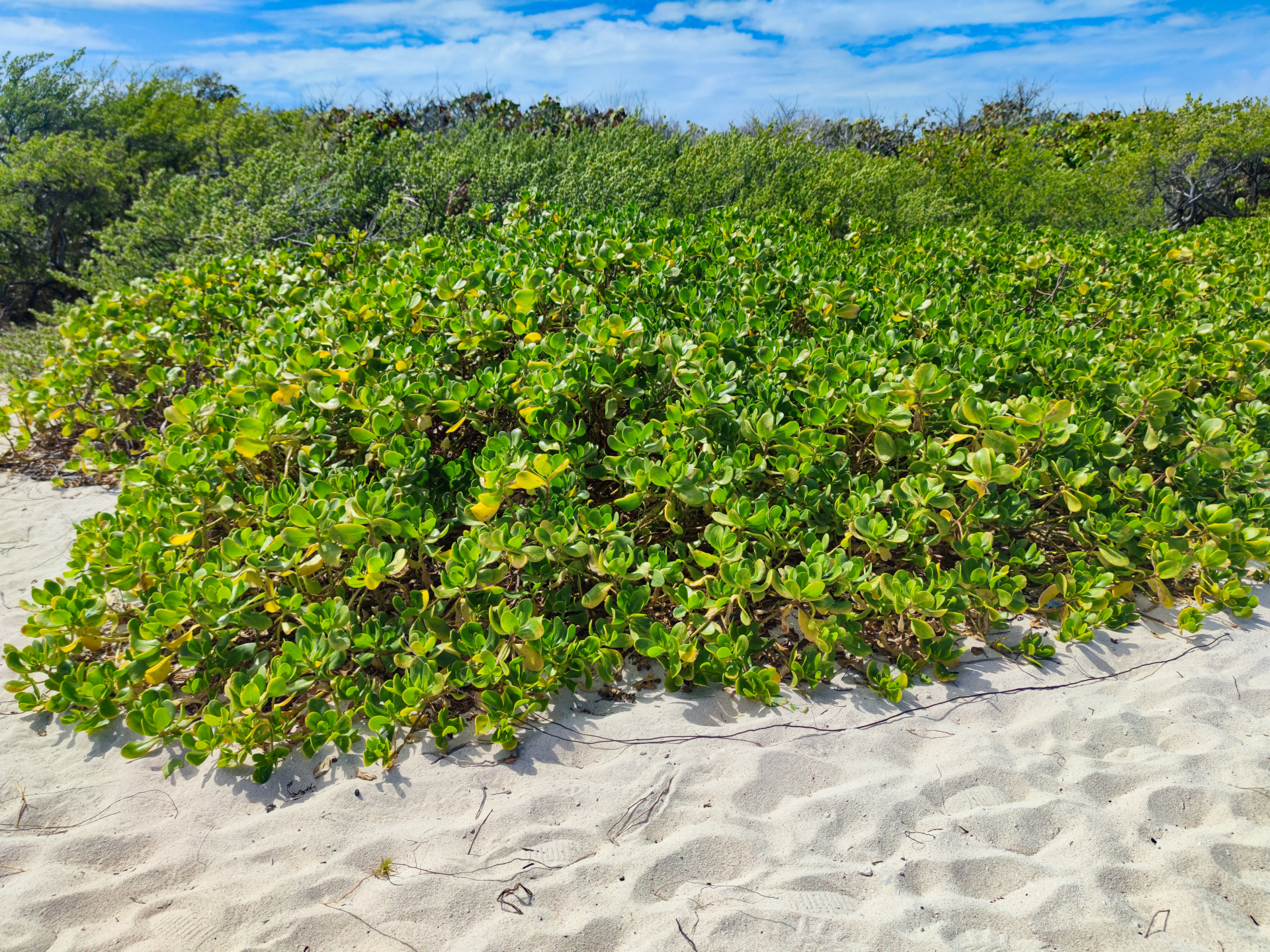 Scaevola plumieri (L.) Vahl - Photo Bivouac Naturaliste