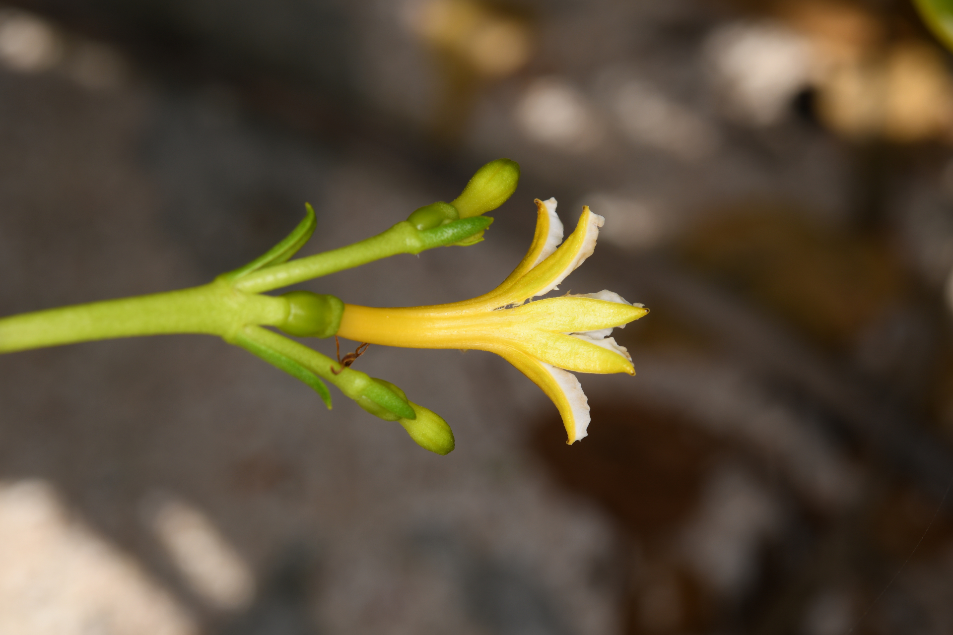 Scaevola plumieri (L.) Vahl - Photo Bivouac Naturaliste