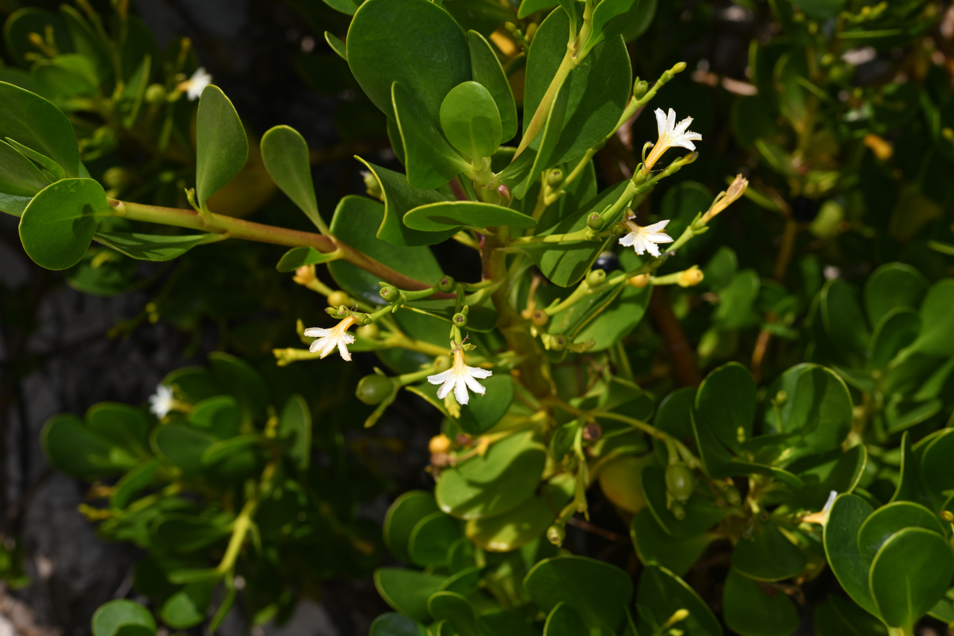 Scaevola plumieri (L.) Vahl - Photo Bivouac Naturaliste