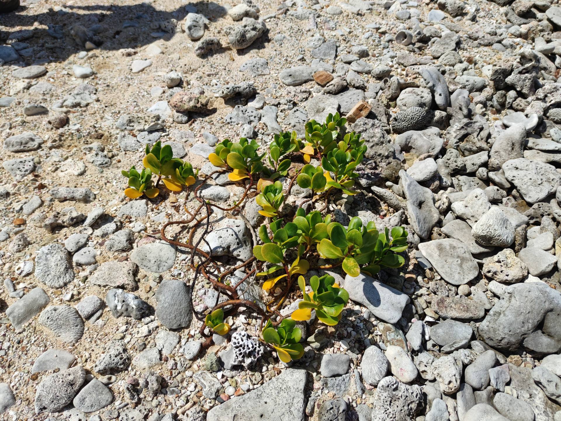Scaevola plumieri (L.) Vahl - Photo Bivouac Naturaliste