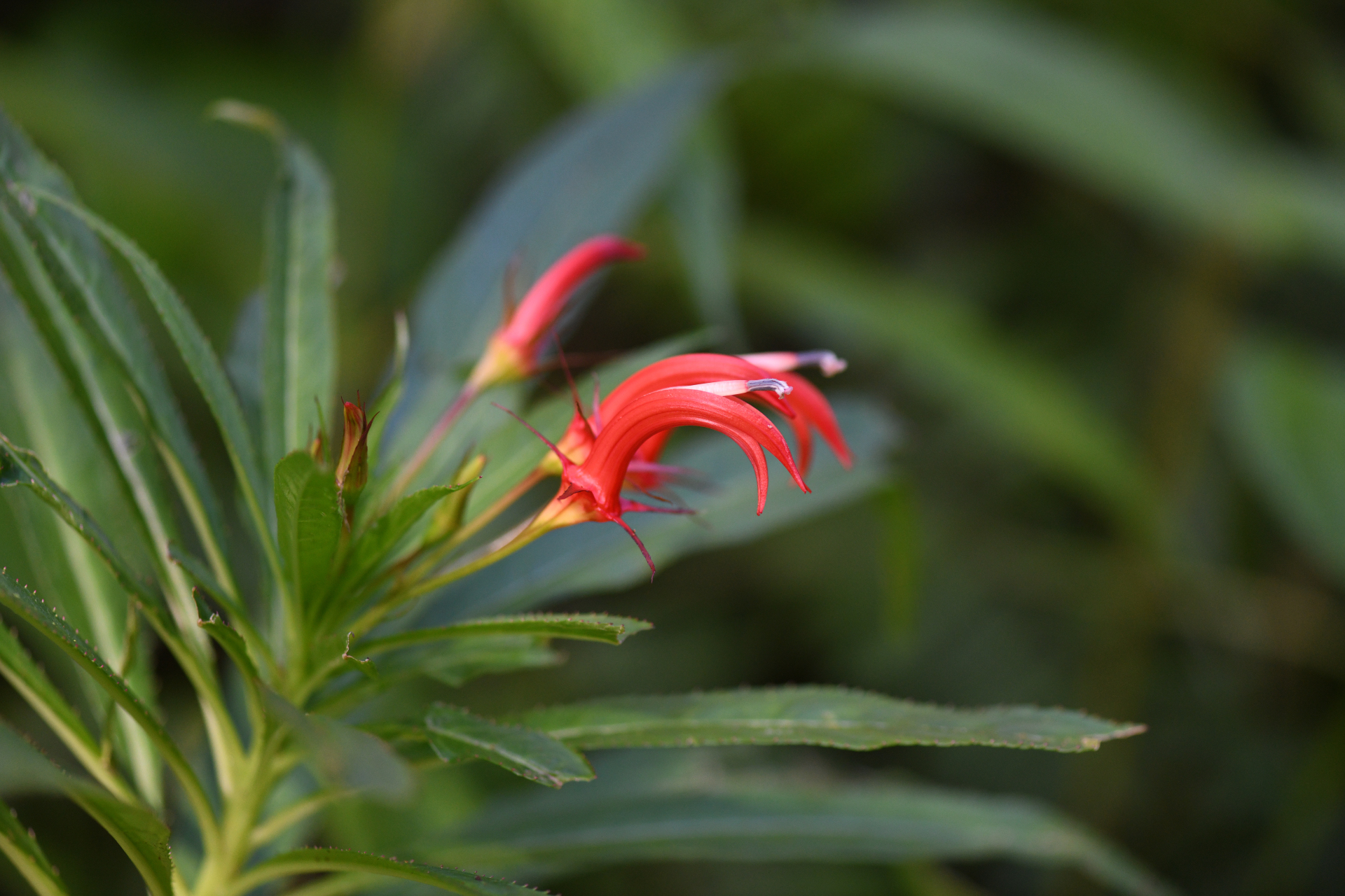 Lobelia persicifolia Lam. - Photo Bivouac Naturaliste