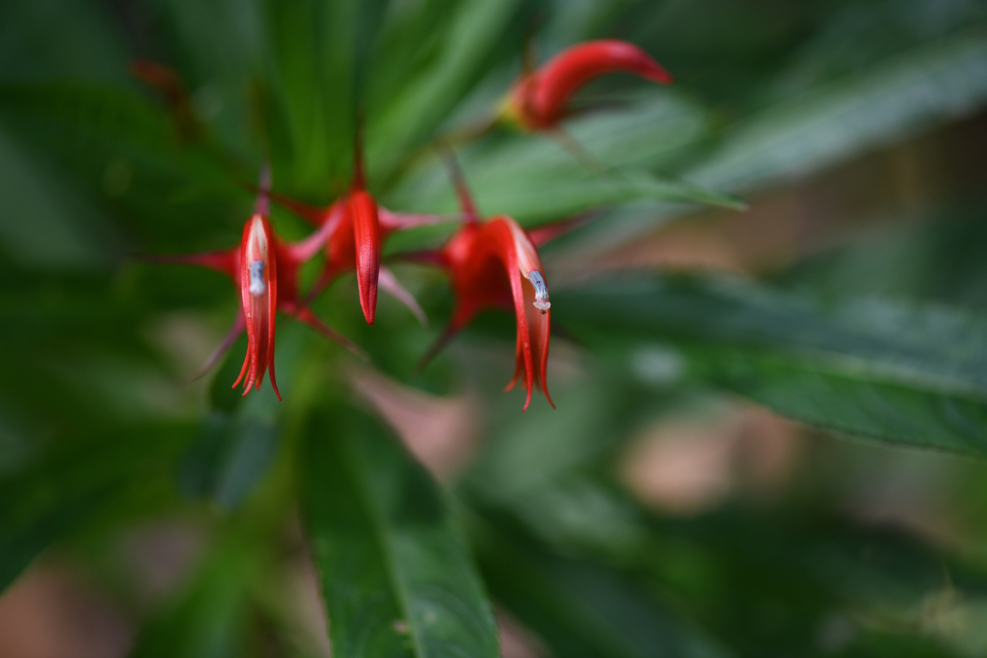 Lobelia persicifolia Lam. - Photo Bivouac Naturaliste