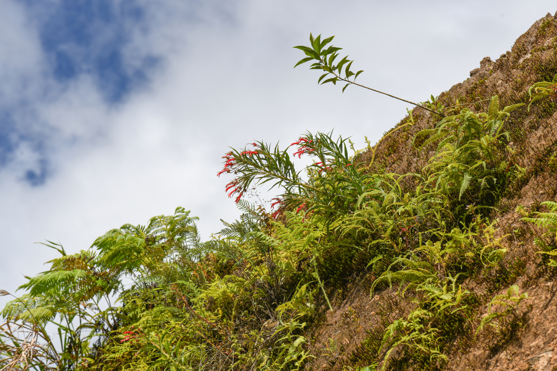 Lobelia kraussii Graham - Photo Bivouac Naturaliste