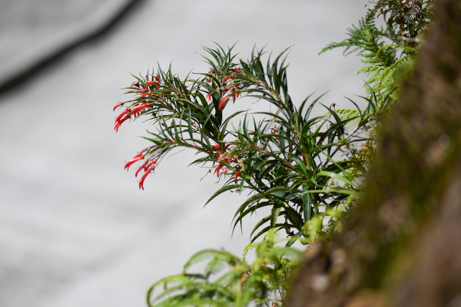 Lobelia kraussii Graham - Photo Bivouac Naturaliste