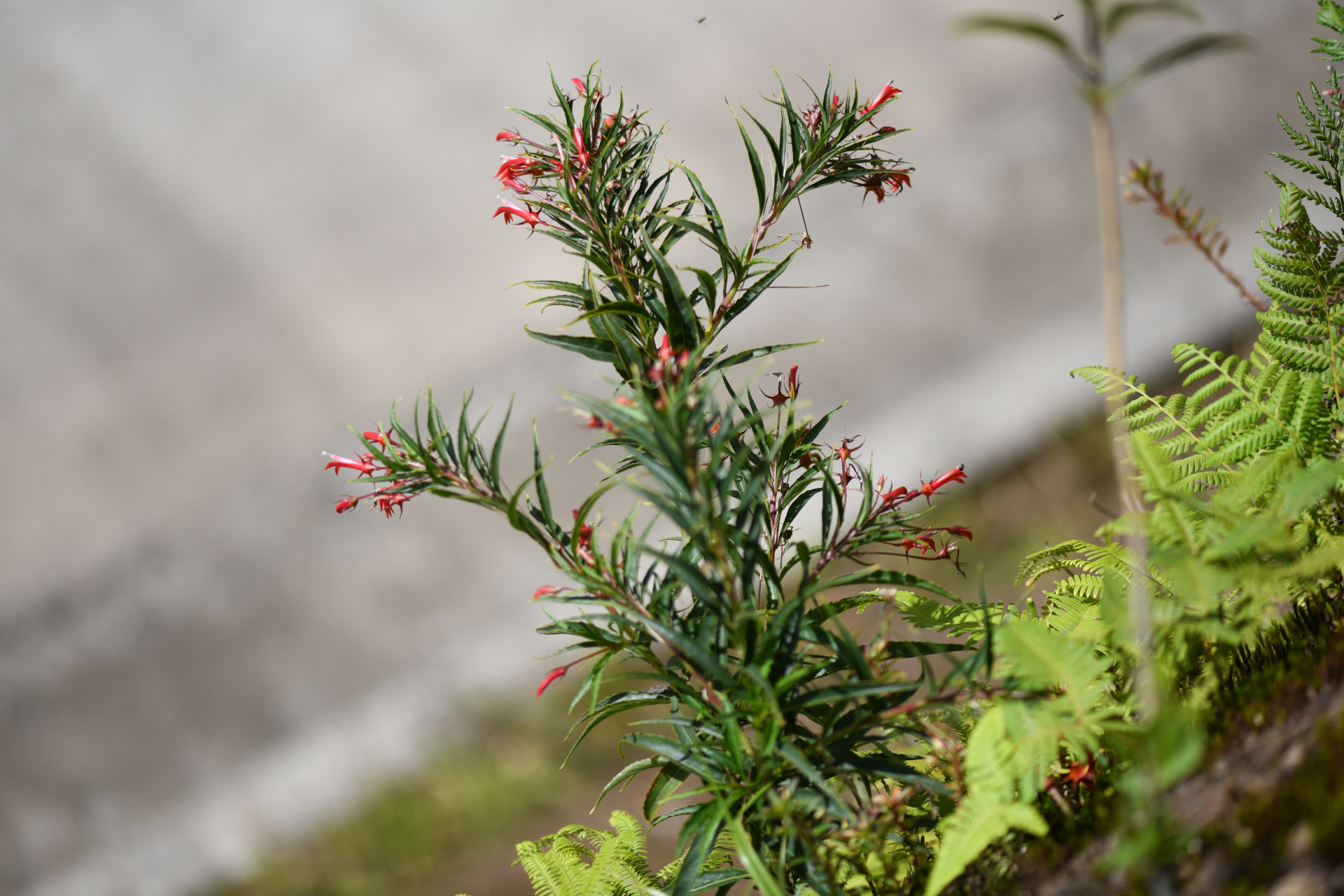 Lobelia kraussii Graham - Photo Bivouac Naturaliste