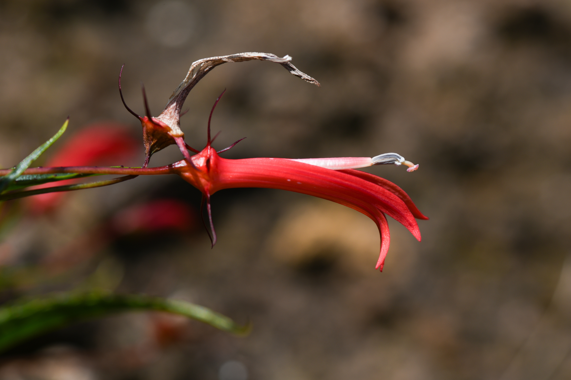 Lobelia kraussii Graham - Photo Bivouac Naturaliste