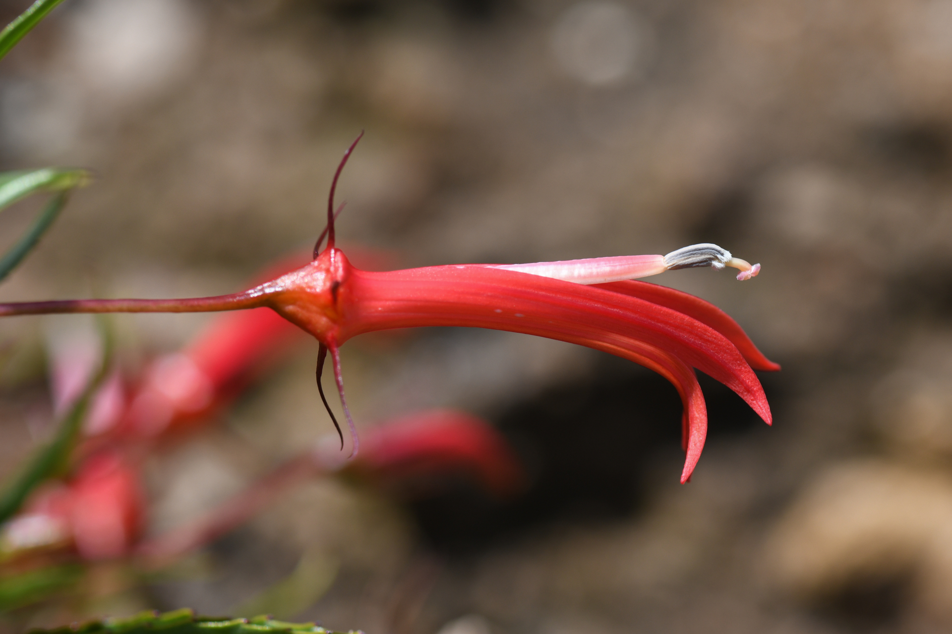 Lobelia kraussii Graham - Photo Bivouac Naturaliste