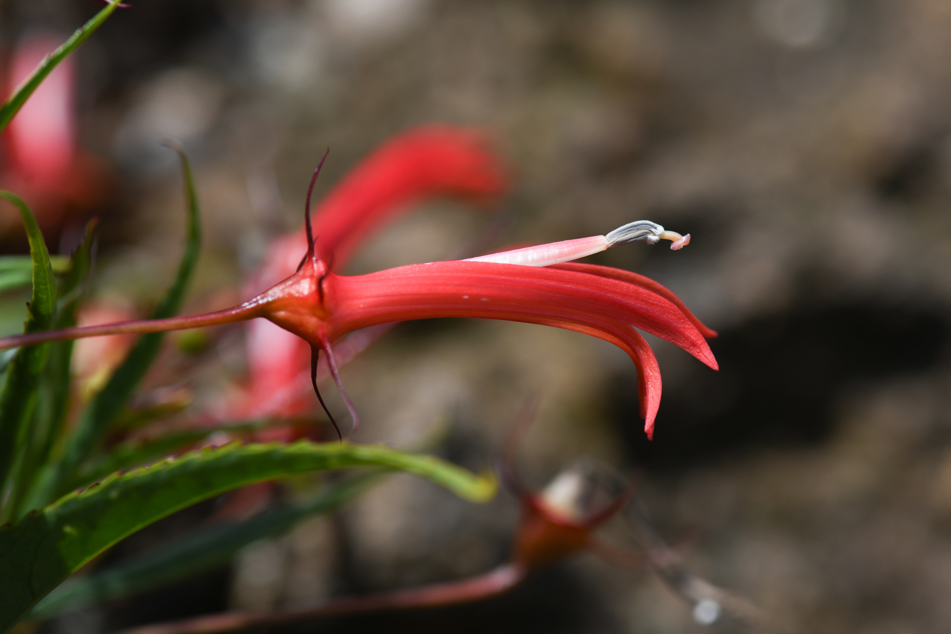 Lobelia kraussii Graham - Photo Bivouac Naturaliste