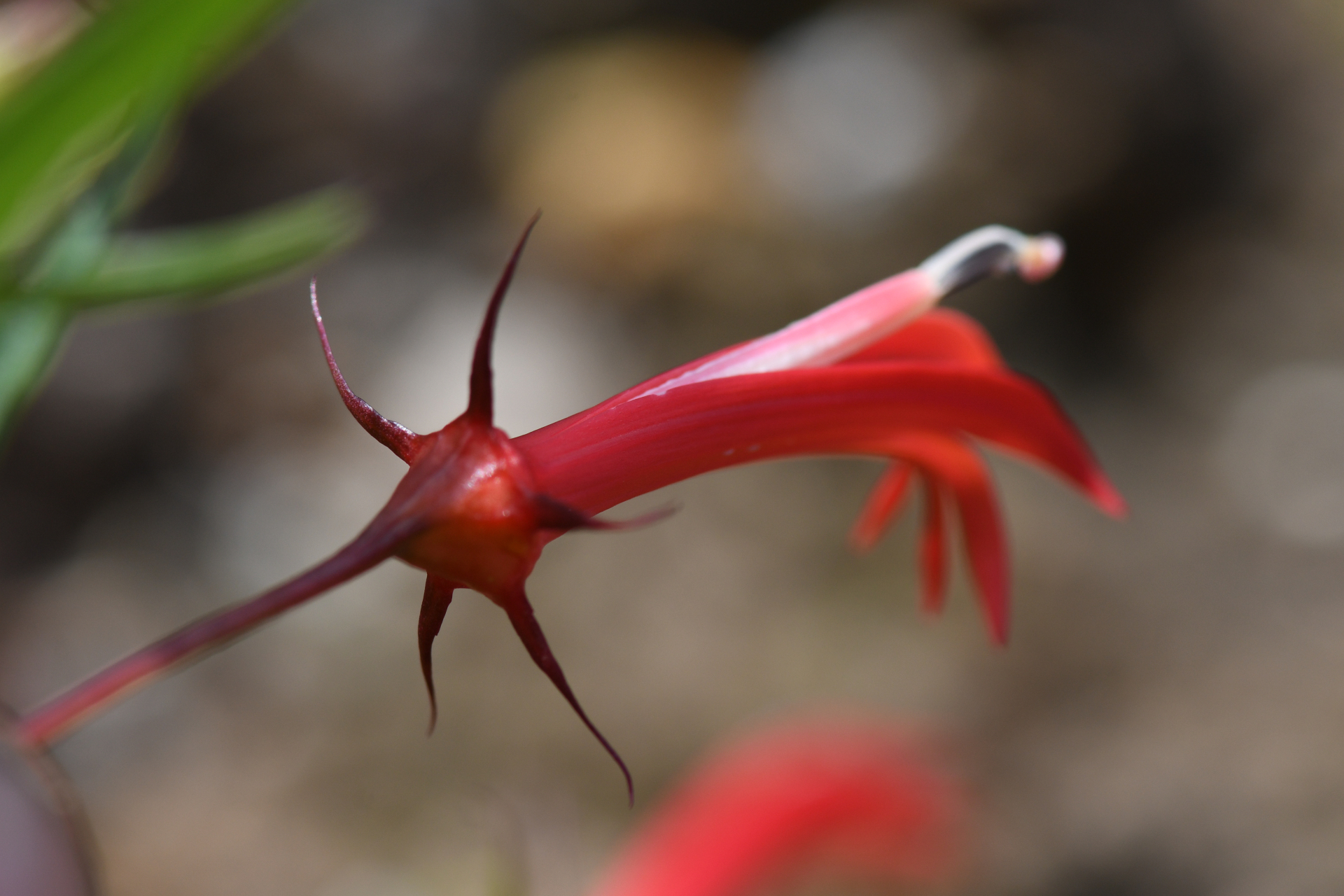 Lobelia kraussii Graham - Photo Bivouac Naturaliste