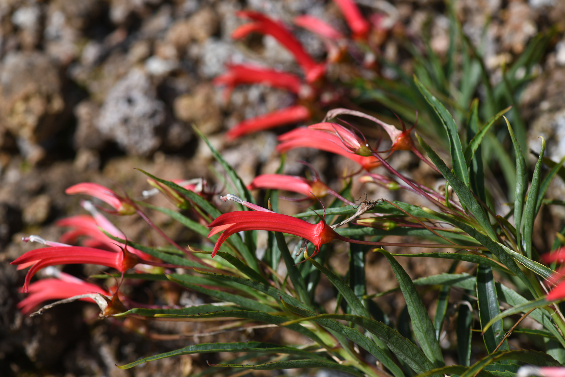 Lobelia kraussii Graham - Photo Bivouac Naturaliste