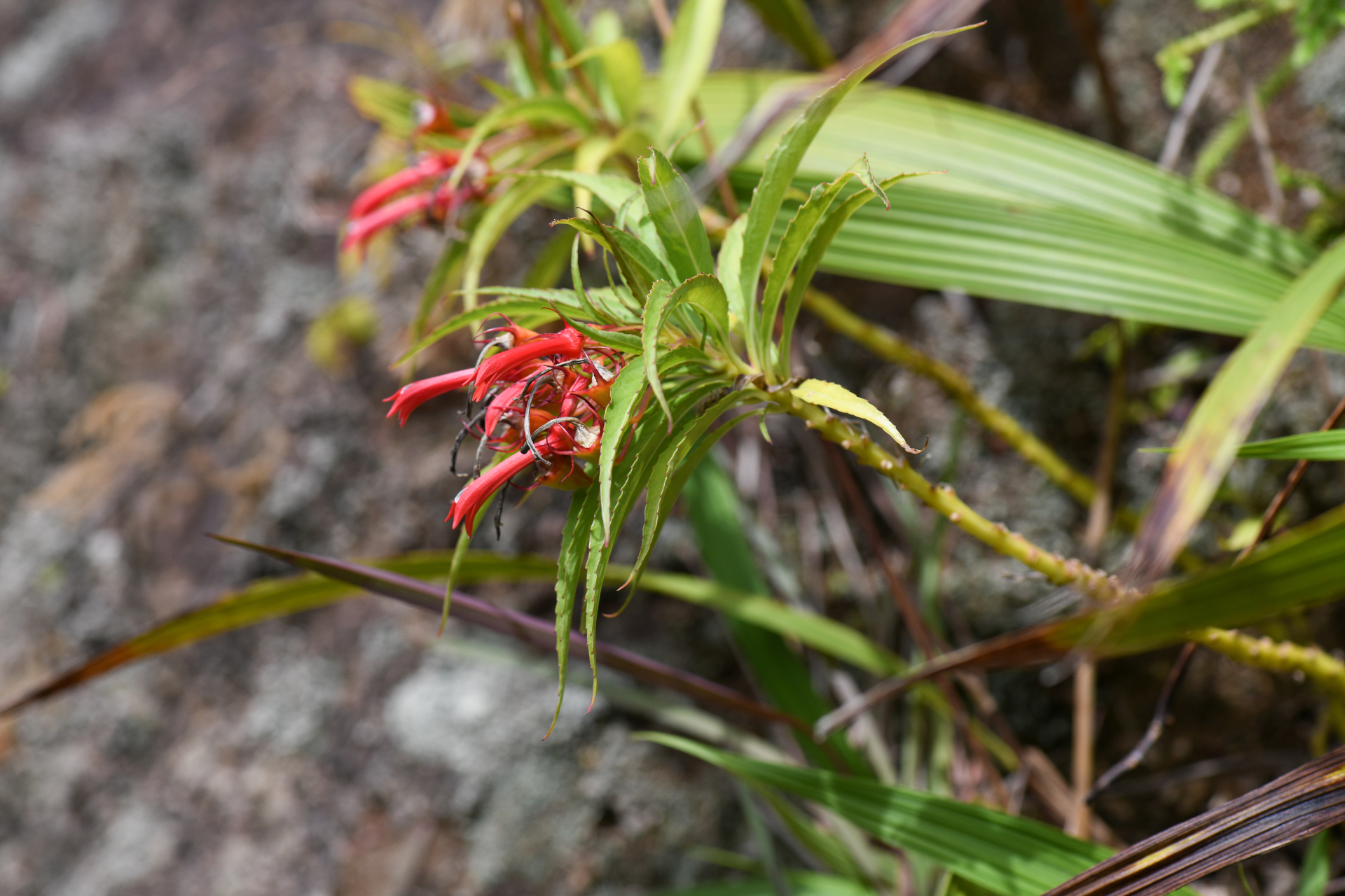 Lobelia kraussii Graham - Photo Bivouac Naturaliste