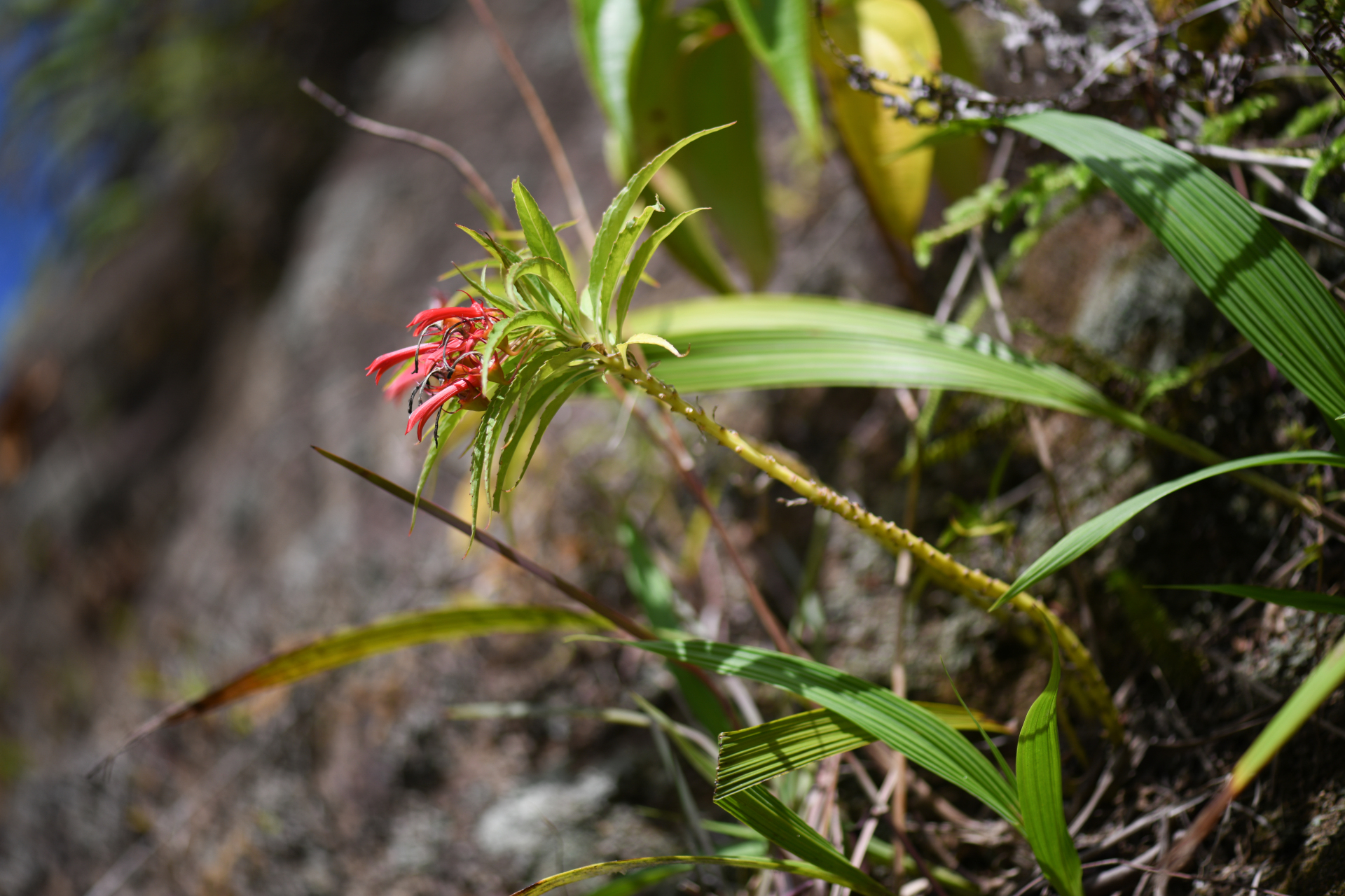 Lobelia kraussii Graham - Photo Bivouac Naturaliste