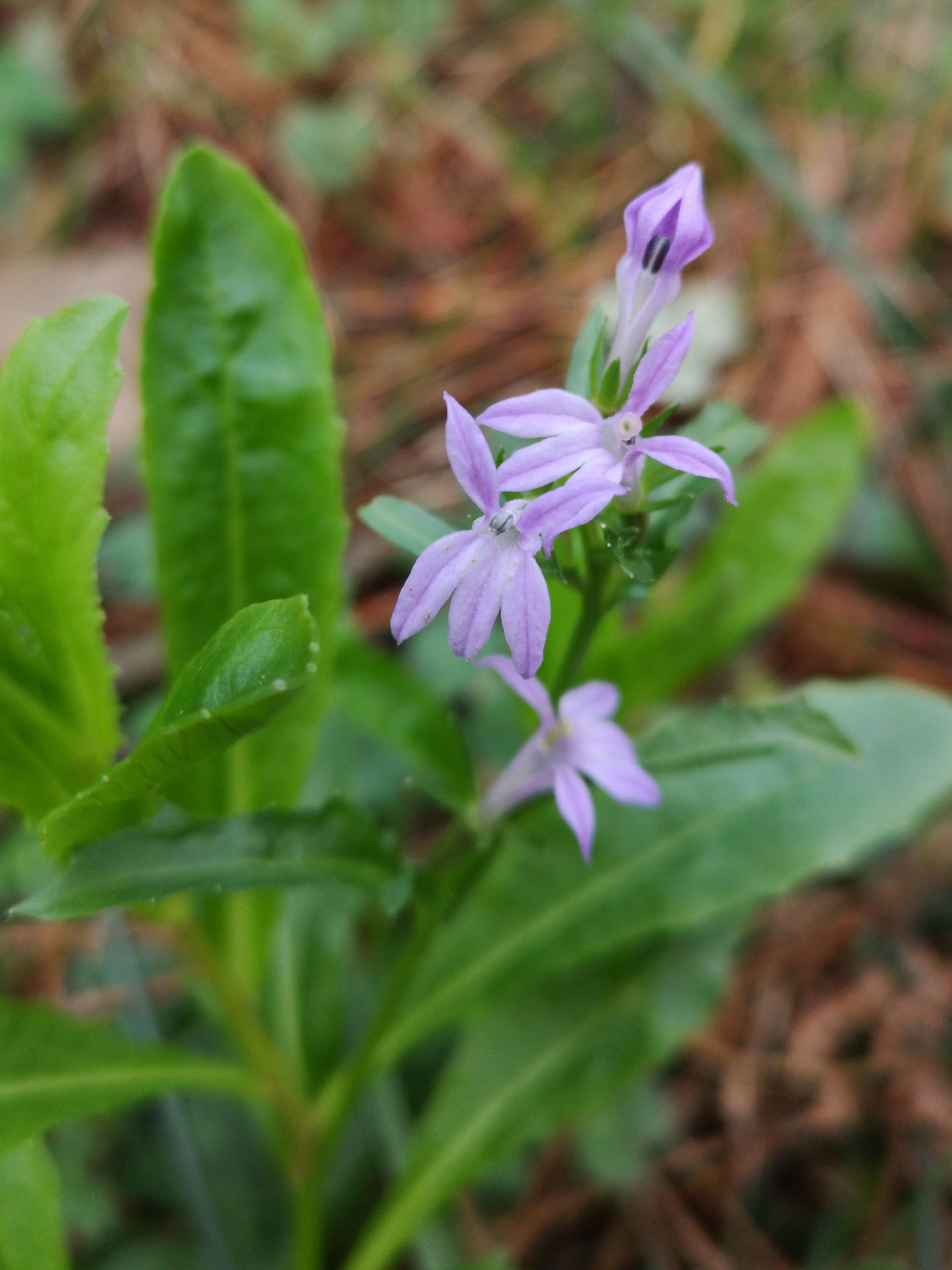 Lobelia urens L. - Photo Bivouac Naturaliste