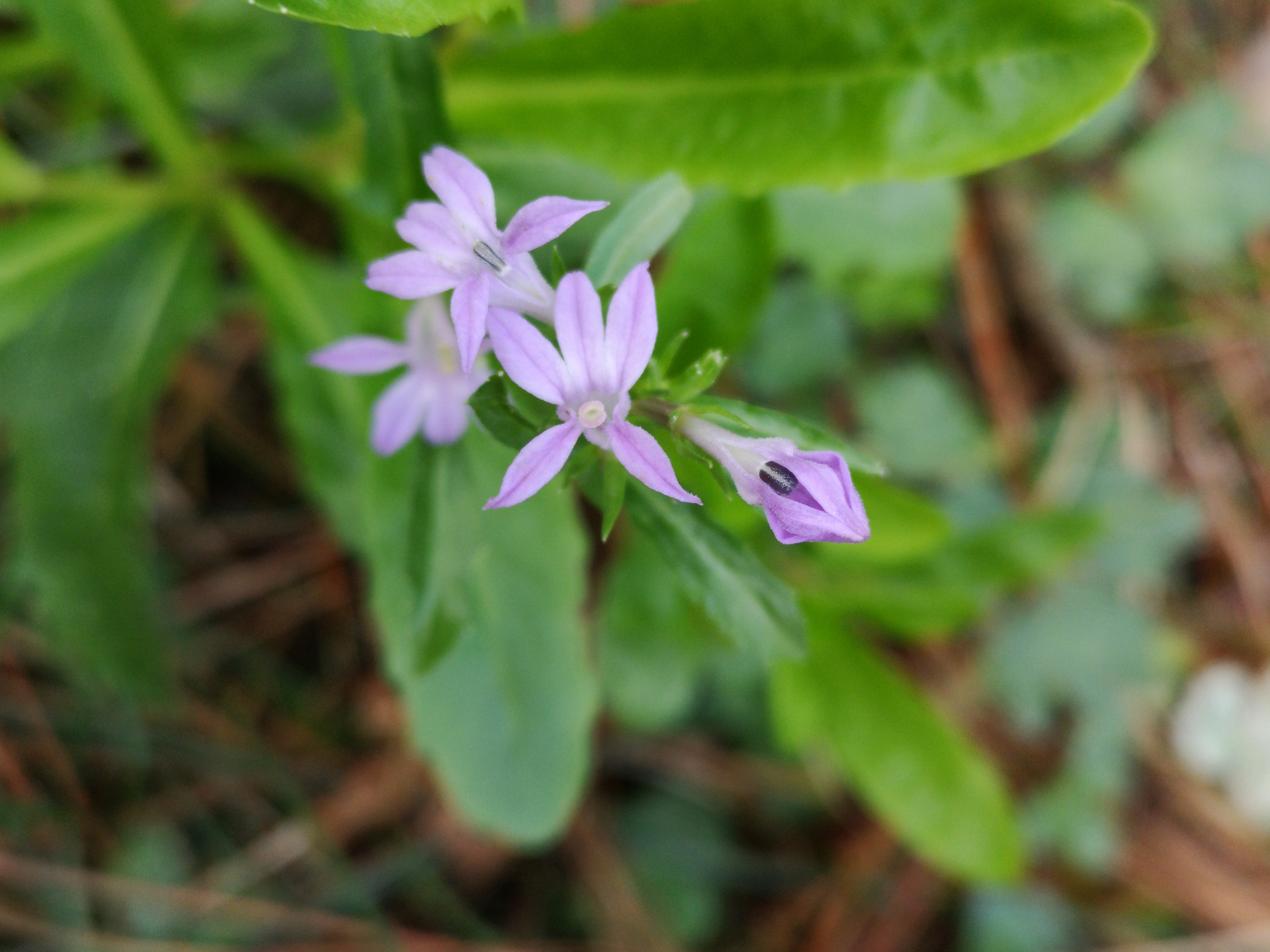 Lobelia urens L. - Photo Bivouac Naturaliste