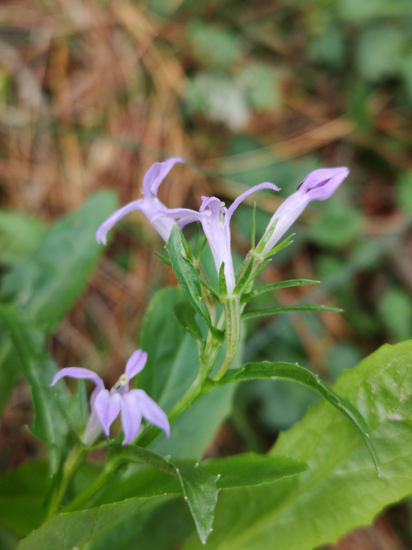 Lobelia urens L. - Photo Bivouac Naturaliste